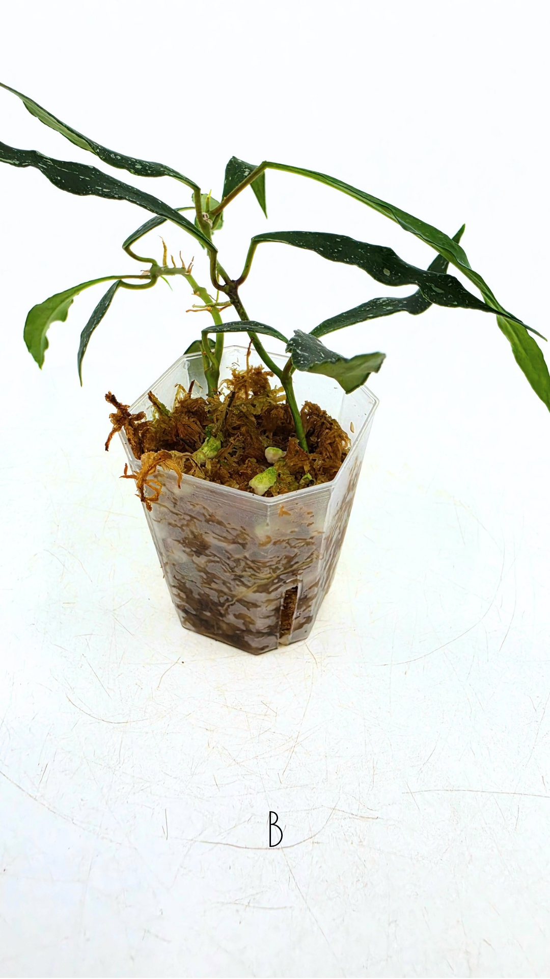 Rare waxplant Hoya Mirabillis Splash available for sale at rare indoor plant shop The Leaf Gallery in Perth, Western Australia