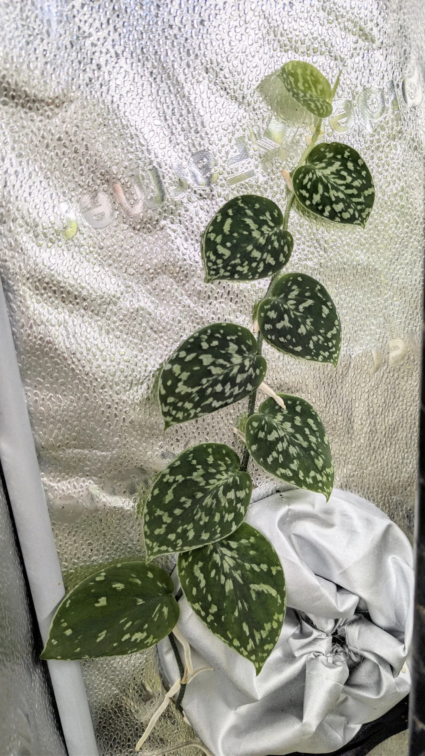 Scindapsus Pictus Haask Snake Scale  The Leaf Gallery