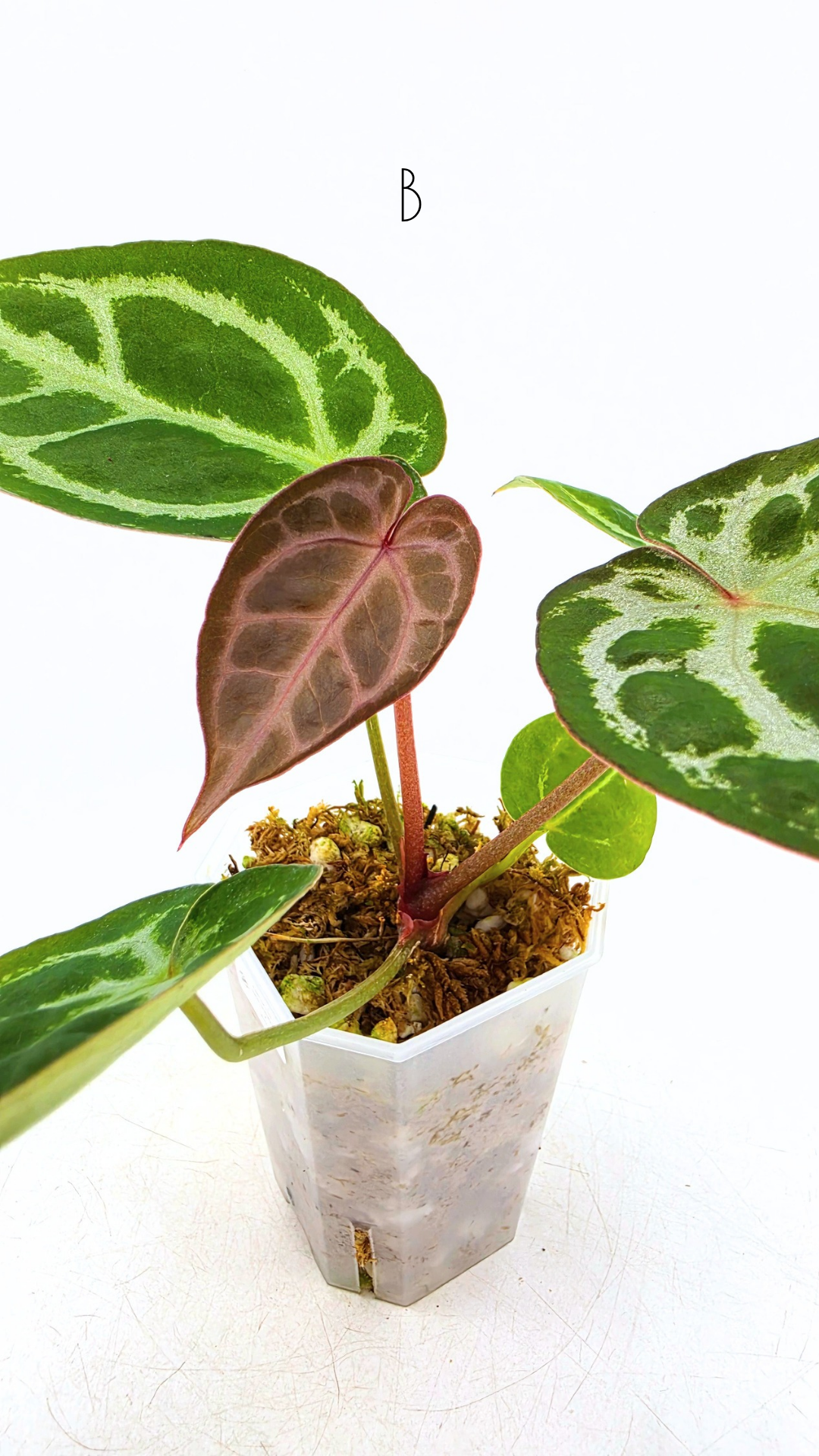 Rare anthurium hybrid Anthurium red dorayaki mutation with Anthurium Michelle by The Leaf Gallery in Perth, Western Australia