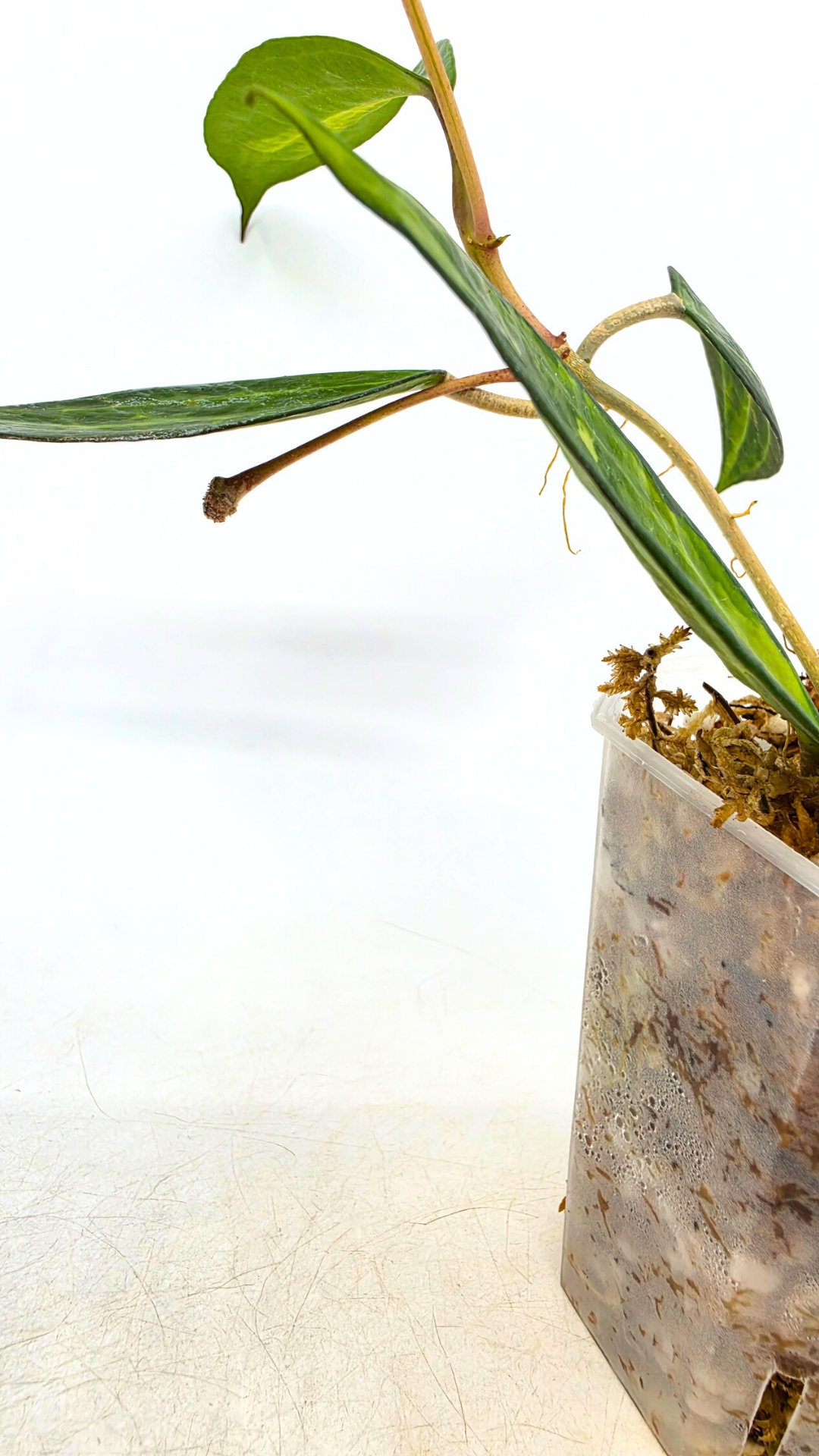 Rare waxplant Hoya Macrophylla Pot of Gold available for sale at rare indoor plant shop The Leaf Gallery in Perth, Western Australia