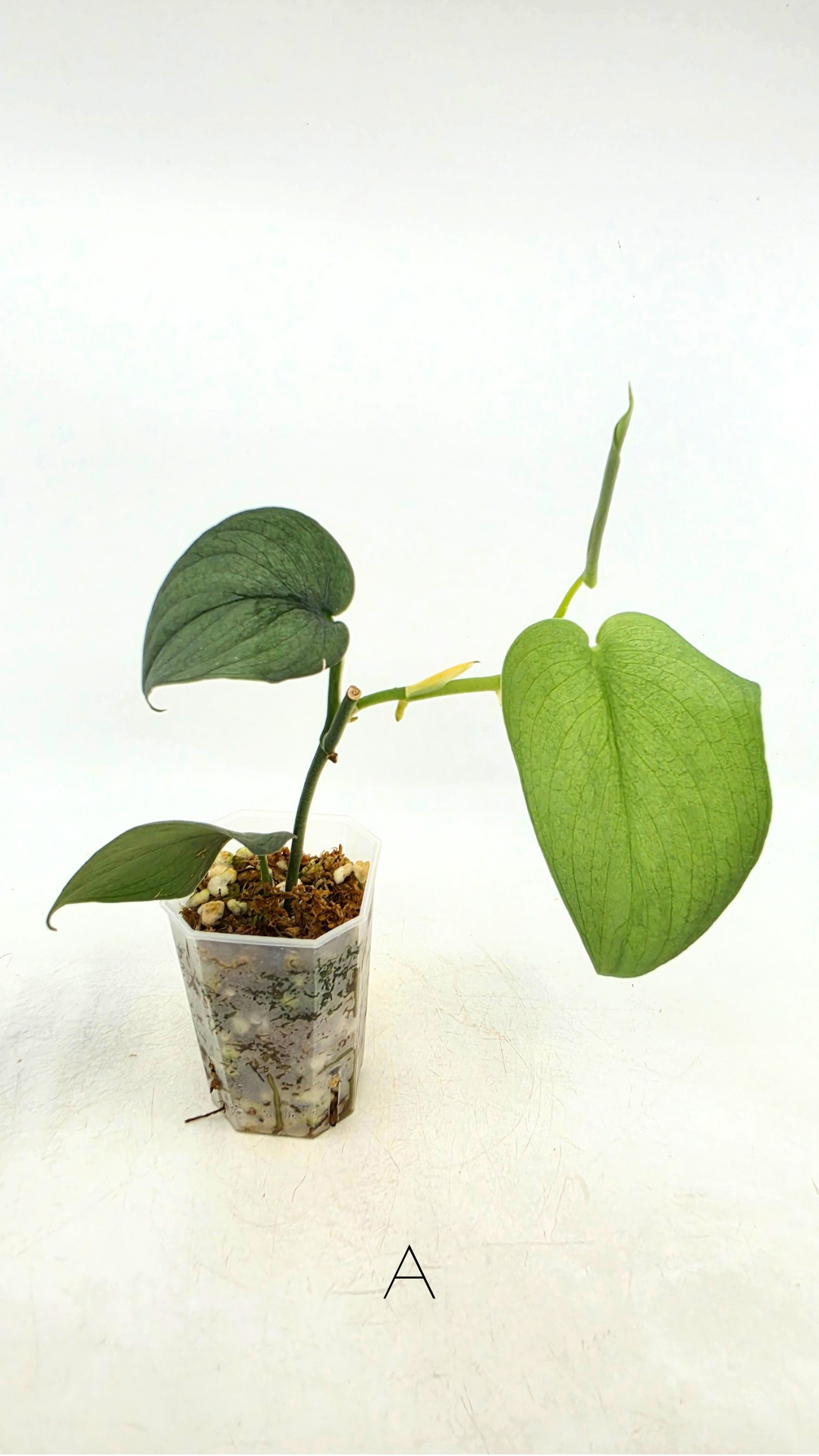 Rare indoor plant Scindapsus Platinum available for sale at rare plant shop The Leaf Gallery in Perth, Western Australia