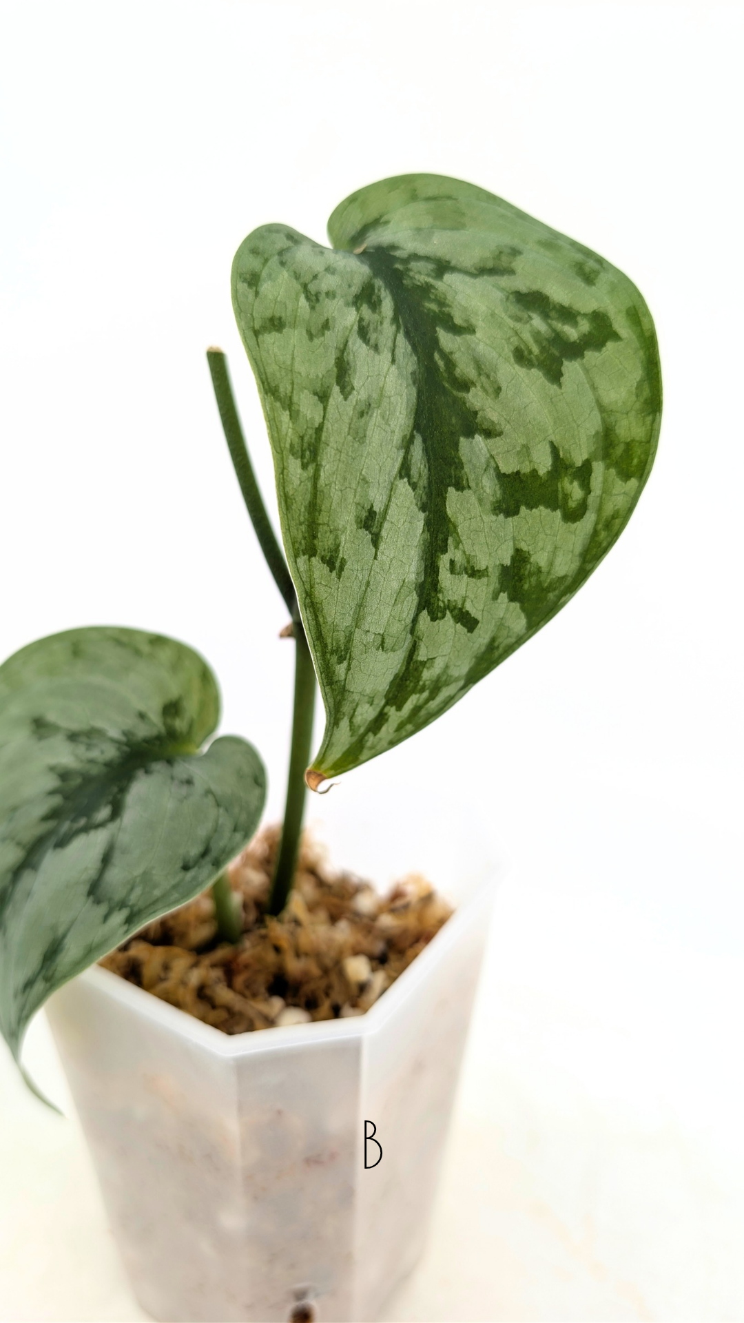 Rare indoor plant Scindapsus silver cloud available for sale at rare plant shop The Leaf Gallery in Perth, Western Australia