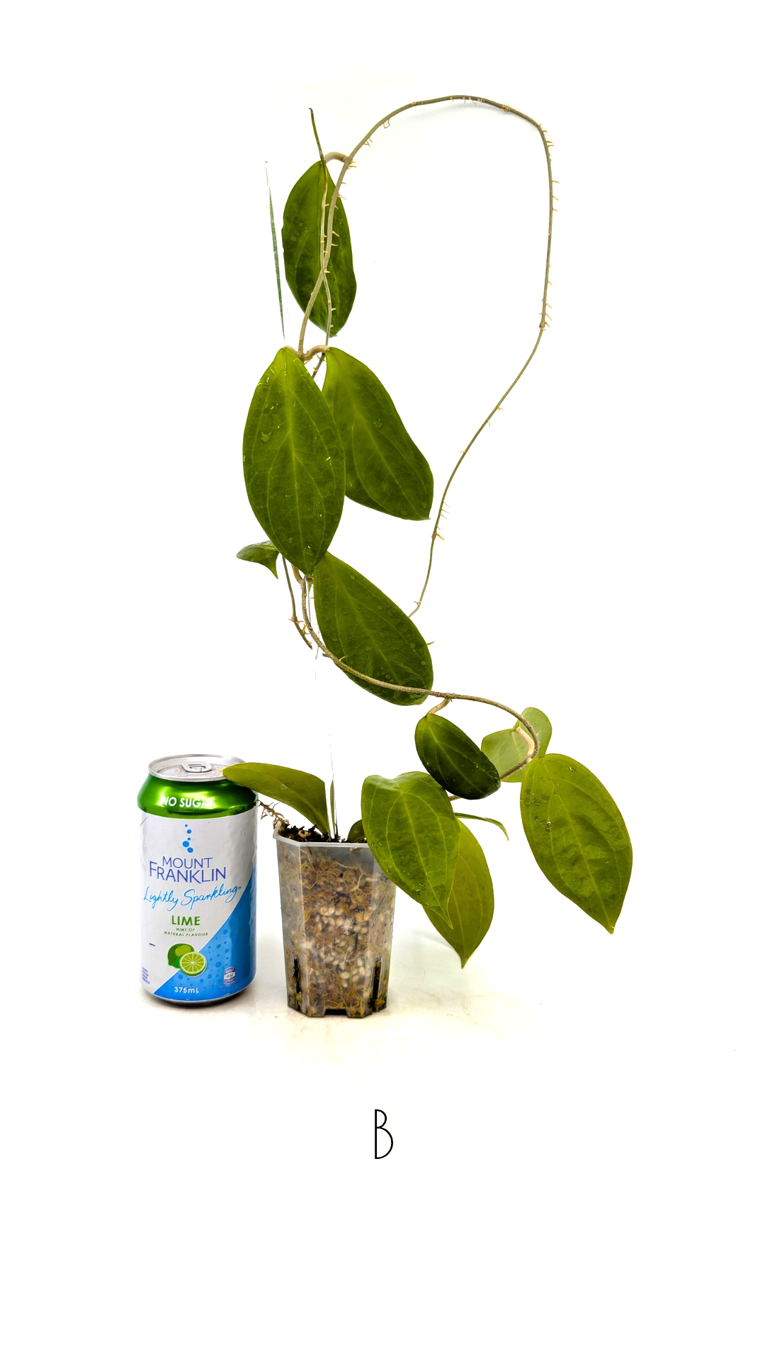 Rare waxplant Hoya UTC033 available for sale at rare indoor plant shop The Leaf Gallery in Perth, Western Australia