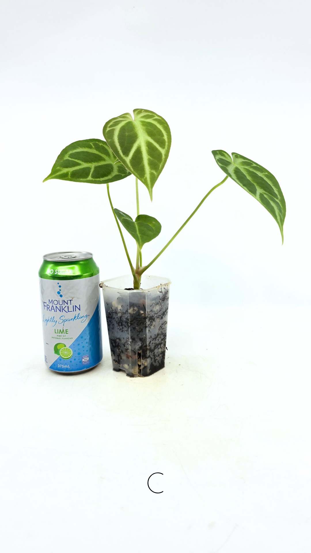 Rare indoor plant Anthurium Magnificum available for sale at rare house plant shop The Leaf Gallery in Perth, Western Australia