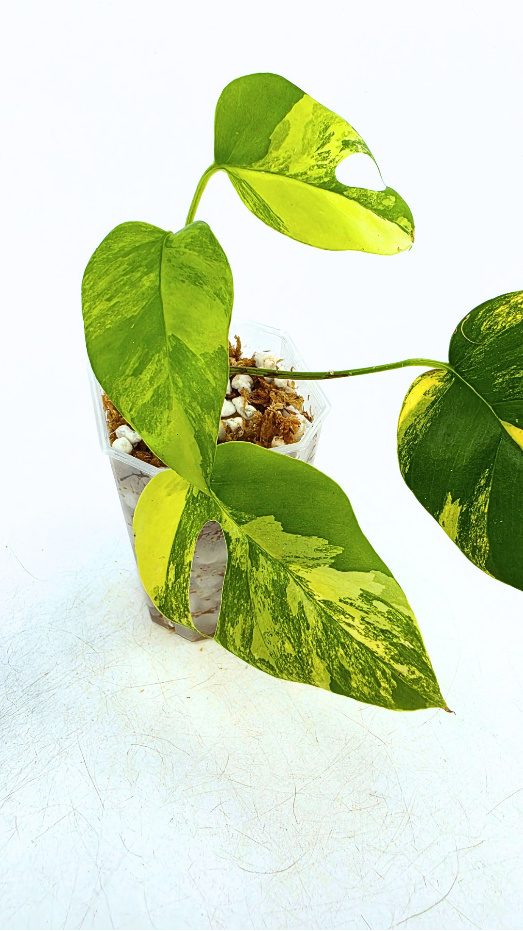 Rare indoor plant Raphidophora Tetrasperma Aurea for sale by rare plant shop The Leaf Gallery in Perth
