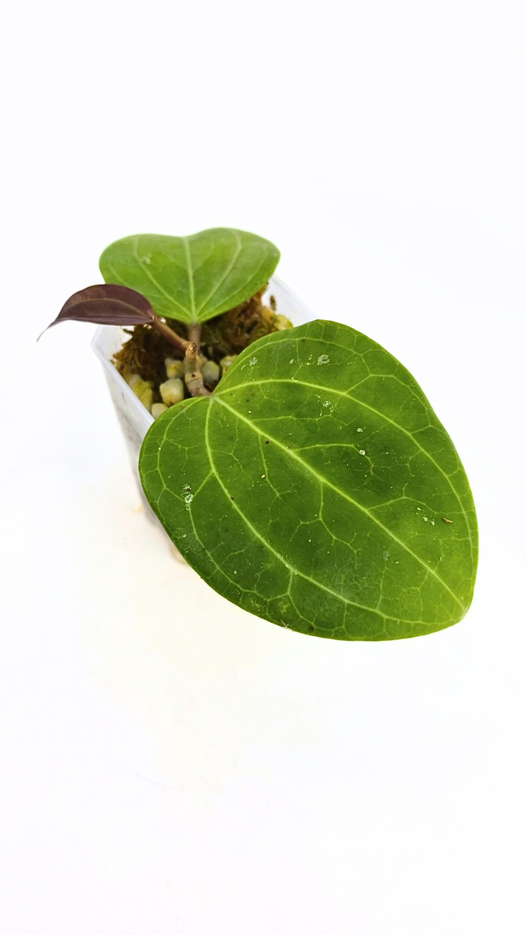 Rare waxplant Hoya Sarawak available for sale at rare indoor plant shop The Leaf Gallery in Perth, Western Australia