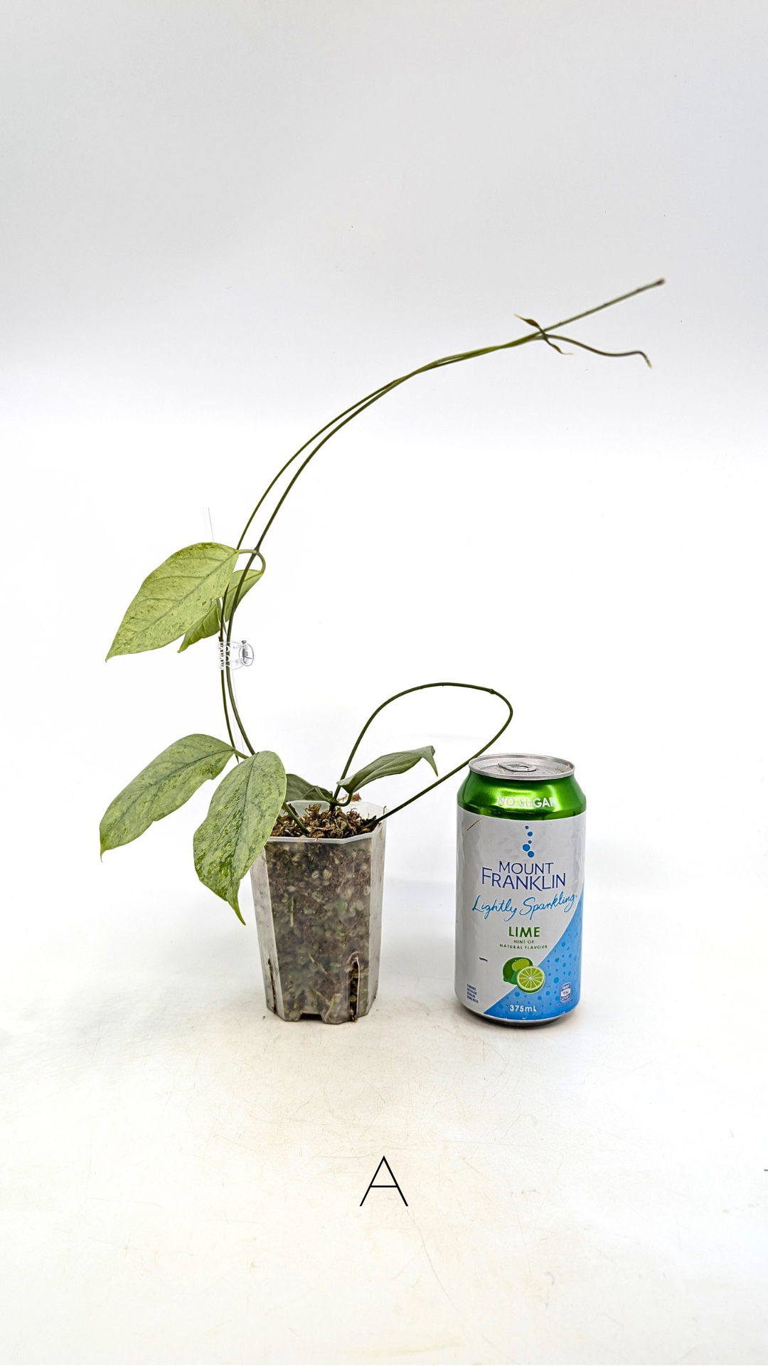 Rare waxplant Hoya Coriacea Silver available for sale at rare indoor plant shop The Leaf Gallery in Perth, Western Australia