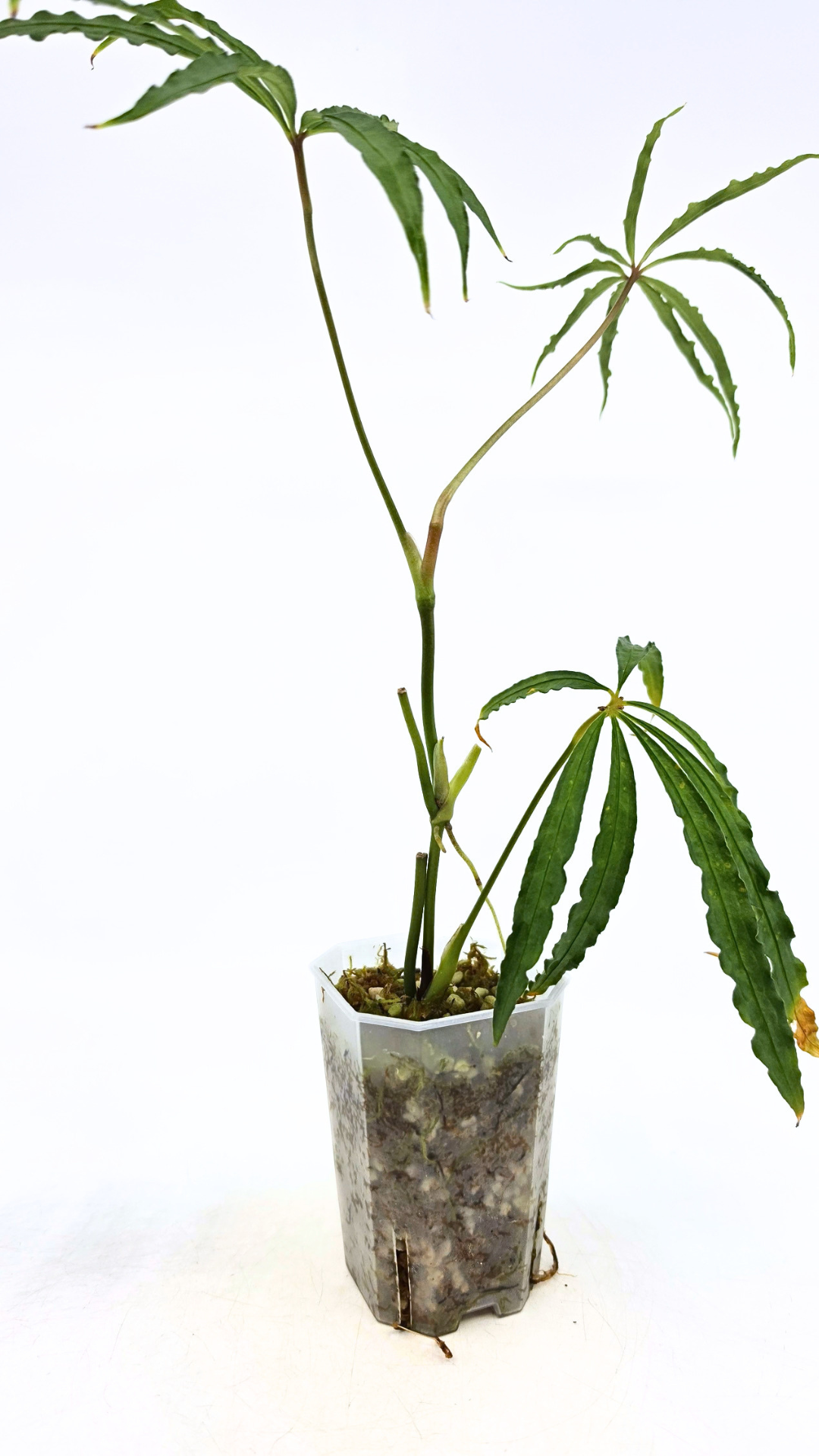 Hard to find vining house plant Anthurium Polystictum available for sale at rare plant shop The Leaf Gallery in Perth, Western Australia.