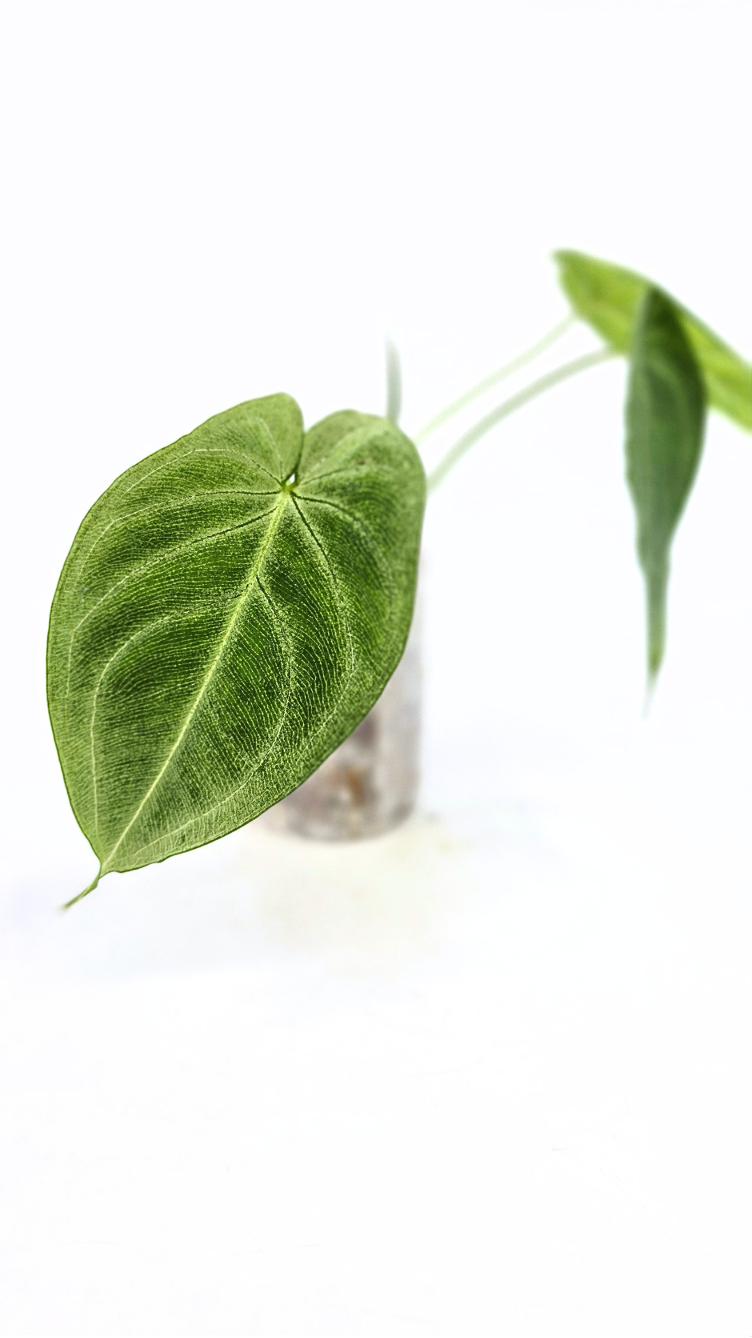 Rare plant Syngonium Frosted Heart available at The Leaf Gallery in Perth, Western Australia