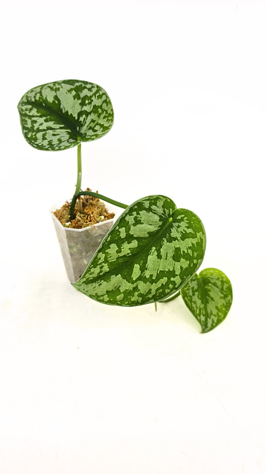 Uncommon indoor plant scindapsus Exotica available for sale at rare plant shop The Leaf Gallery in Perth, Western Australia.
