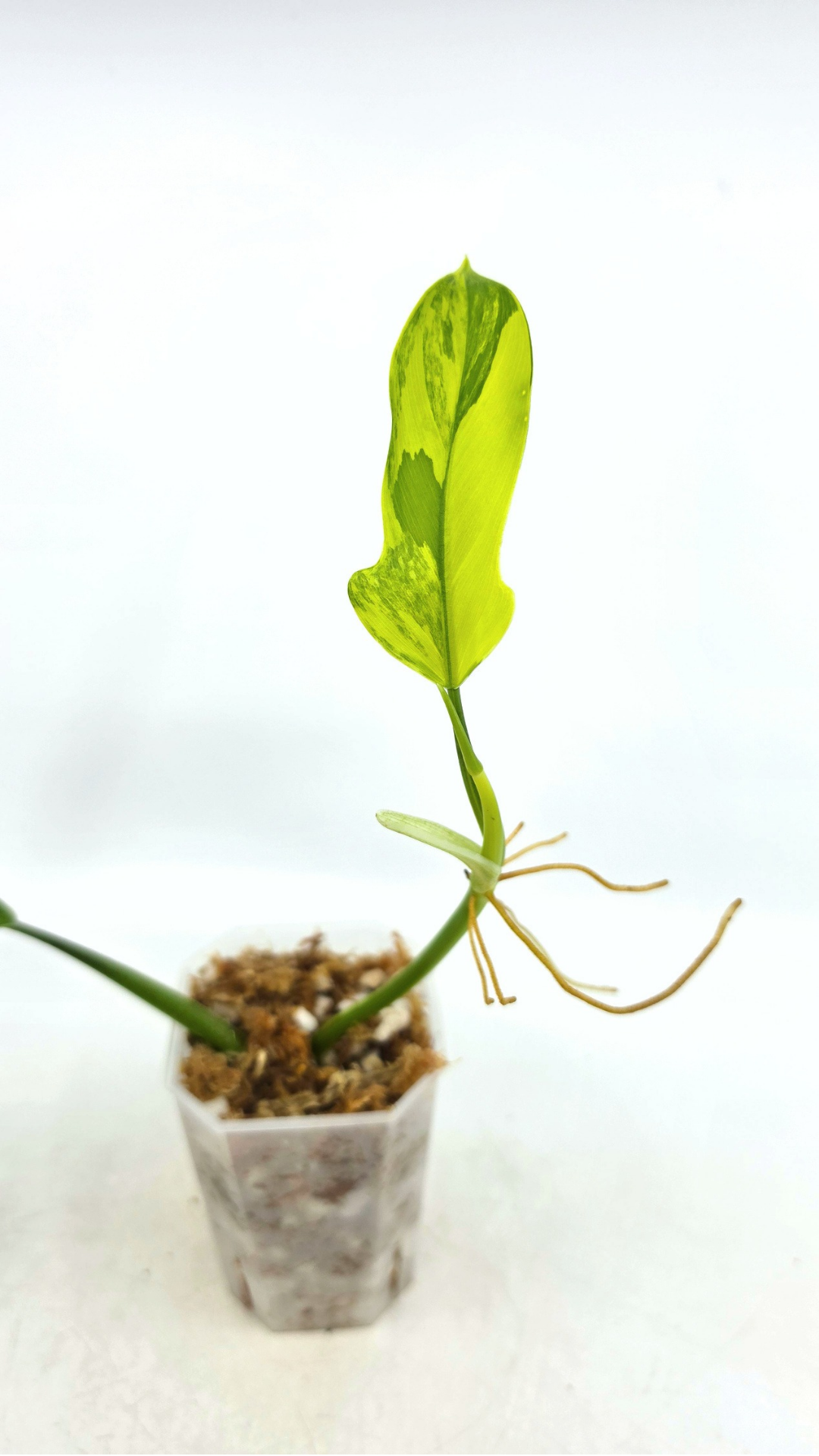 Super Rare indoor plant Philodendron Panduriforme variegated available for sale at rare house plant shop The Leaf Gallery in Perth, Western Australia.