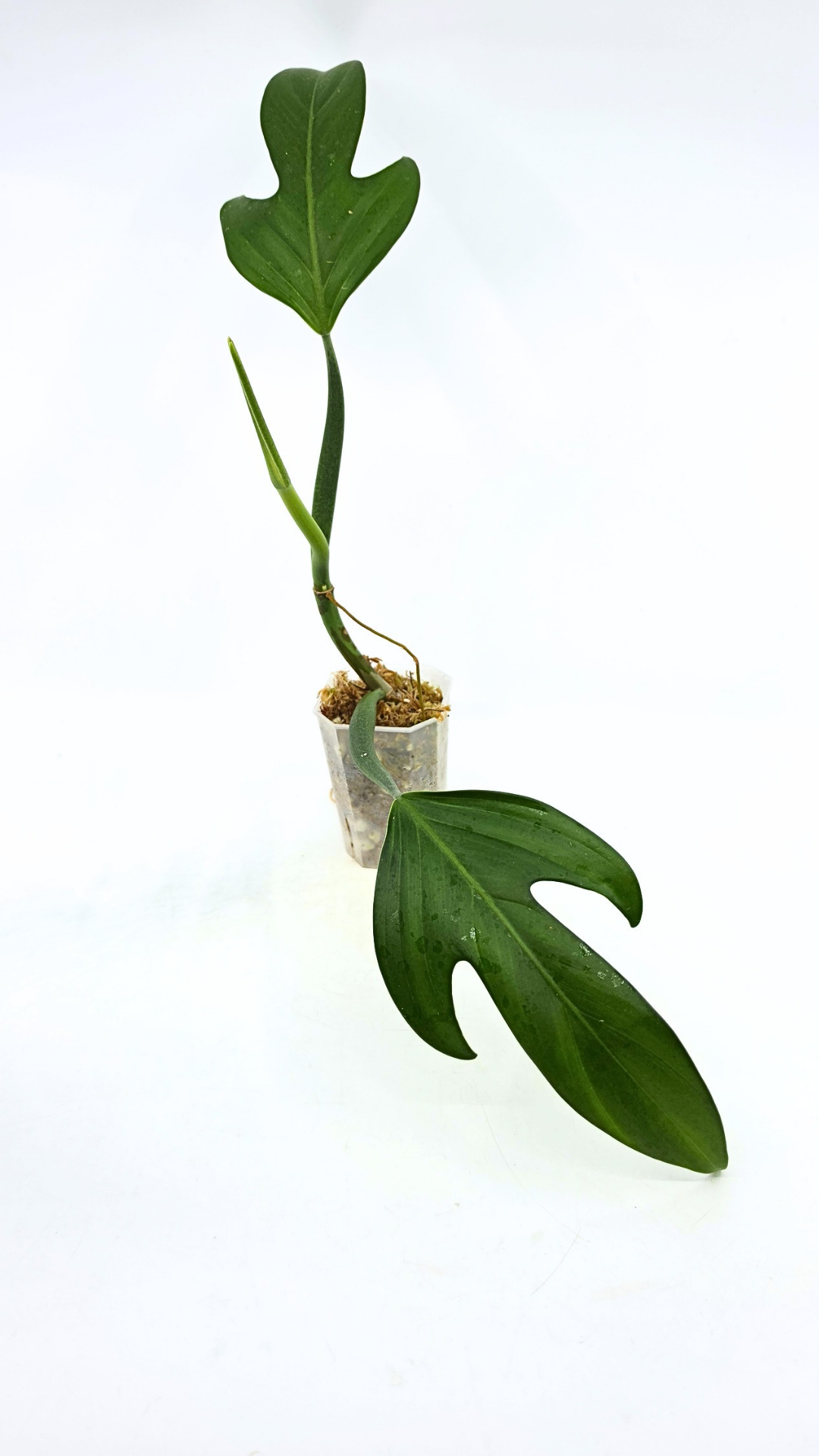 Rare indoor plant Philodendron Panduriforme available for sale at rare house plant shop The Leaf Gallery in Perth, Western Australia.