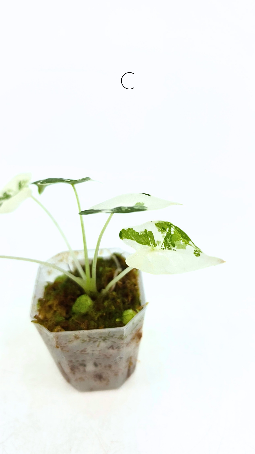 Rare Wax Plant Hoya Clemensiorum available for sale at rare house plant shop The Leaf Gallery in Perth, Western Australia