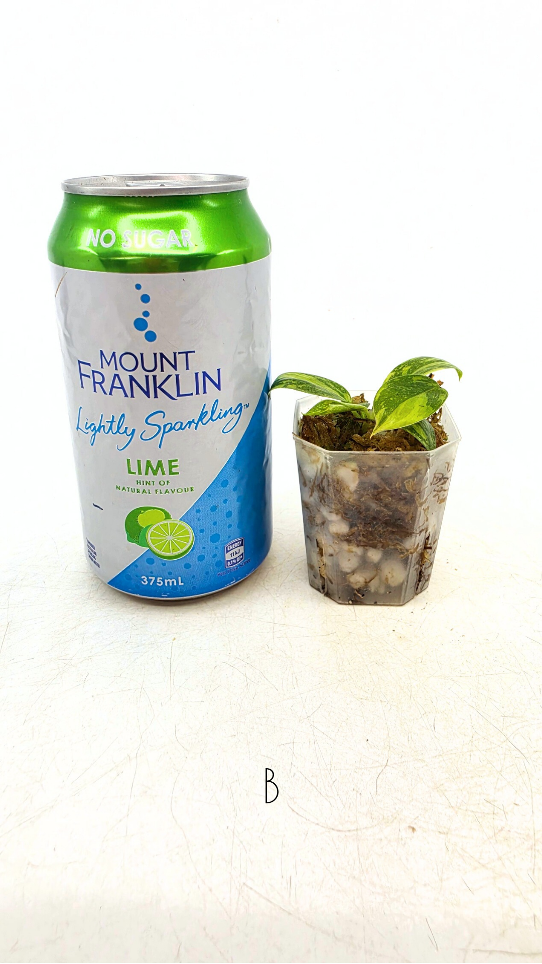 Rare indoor plant Green Congo Hybrid (Nuclear) Varigated available for sale at rare plant shop The Leaf Gallery in Perth, Western Australia