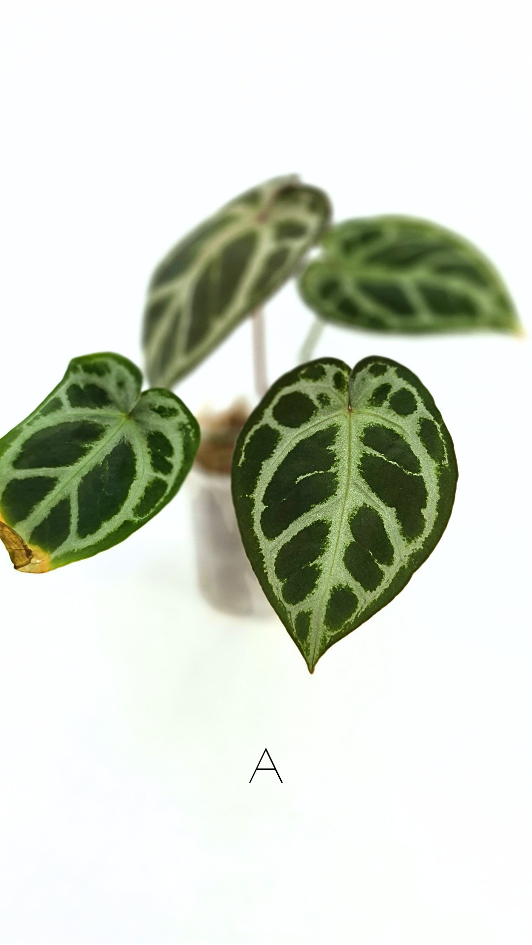 Rare anthurium hybrid Anthurium red dorayaki mutation with Anthurium Michelle by The Leaf Gallery in Perth, Western Australia