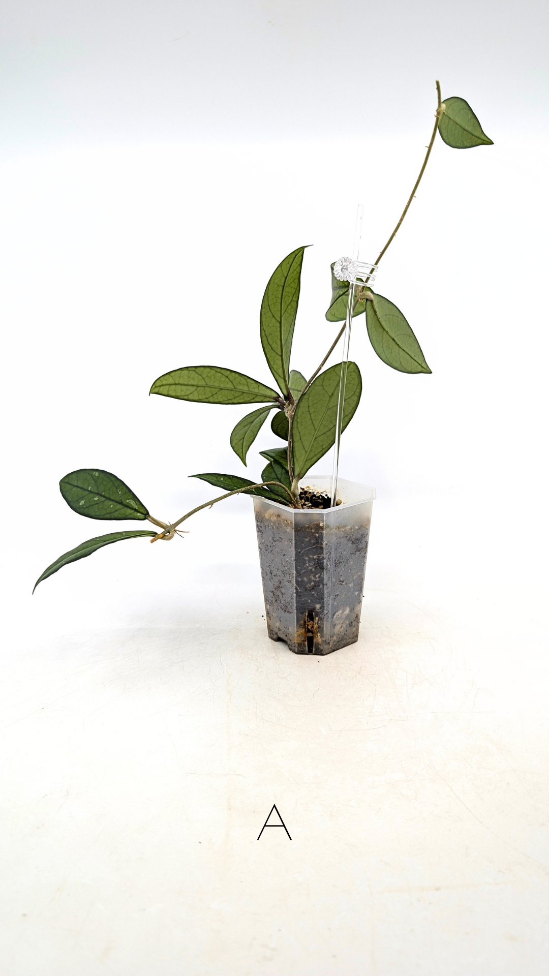 Rare waxplant Hoya Hainanensis Da Nang Vietnam available for sale at rare indoor plant shop The Leaf Gallery in Perth, Western Australia