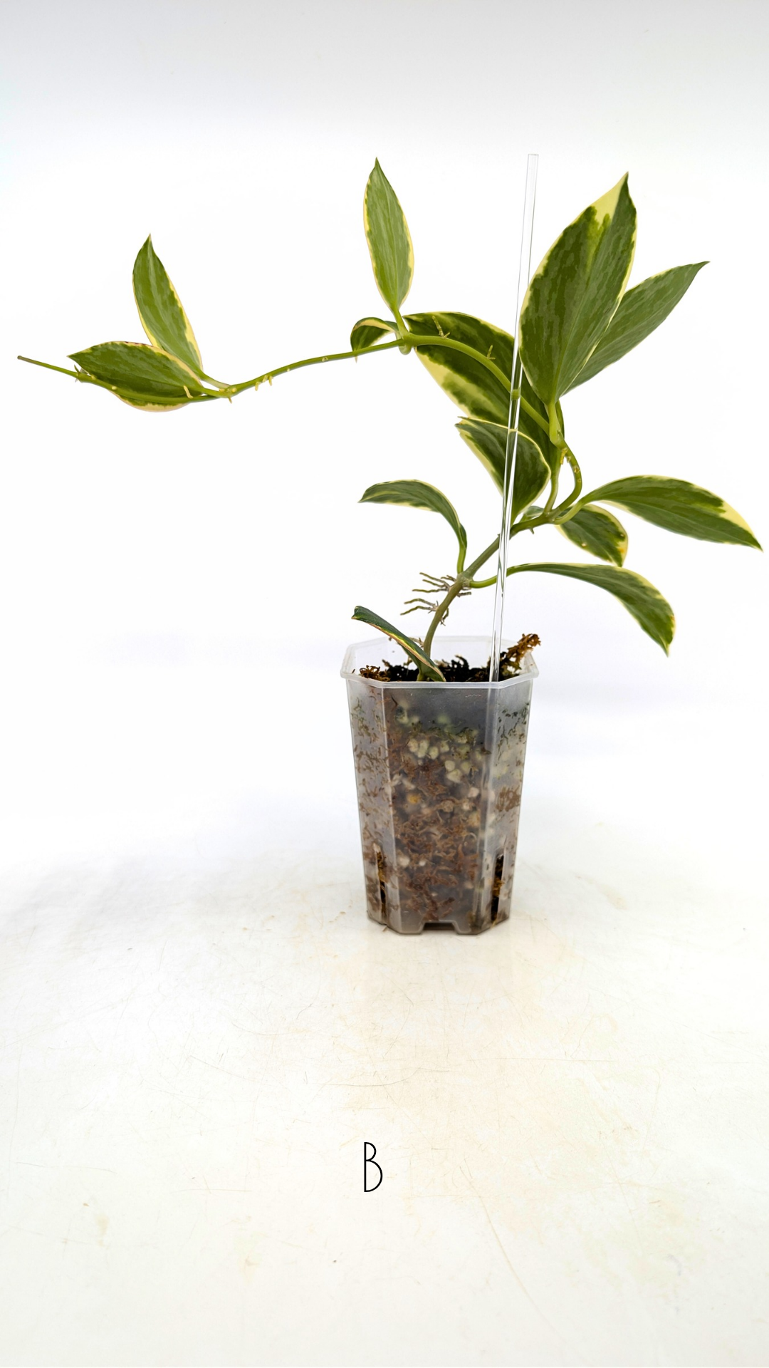Rare waxplant Hoya sp Para Albomarginata available for sale at rare indoor plant shop The Leaf Gallery in Perth, Western Australia