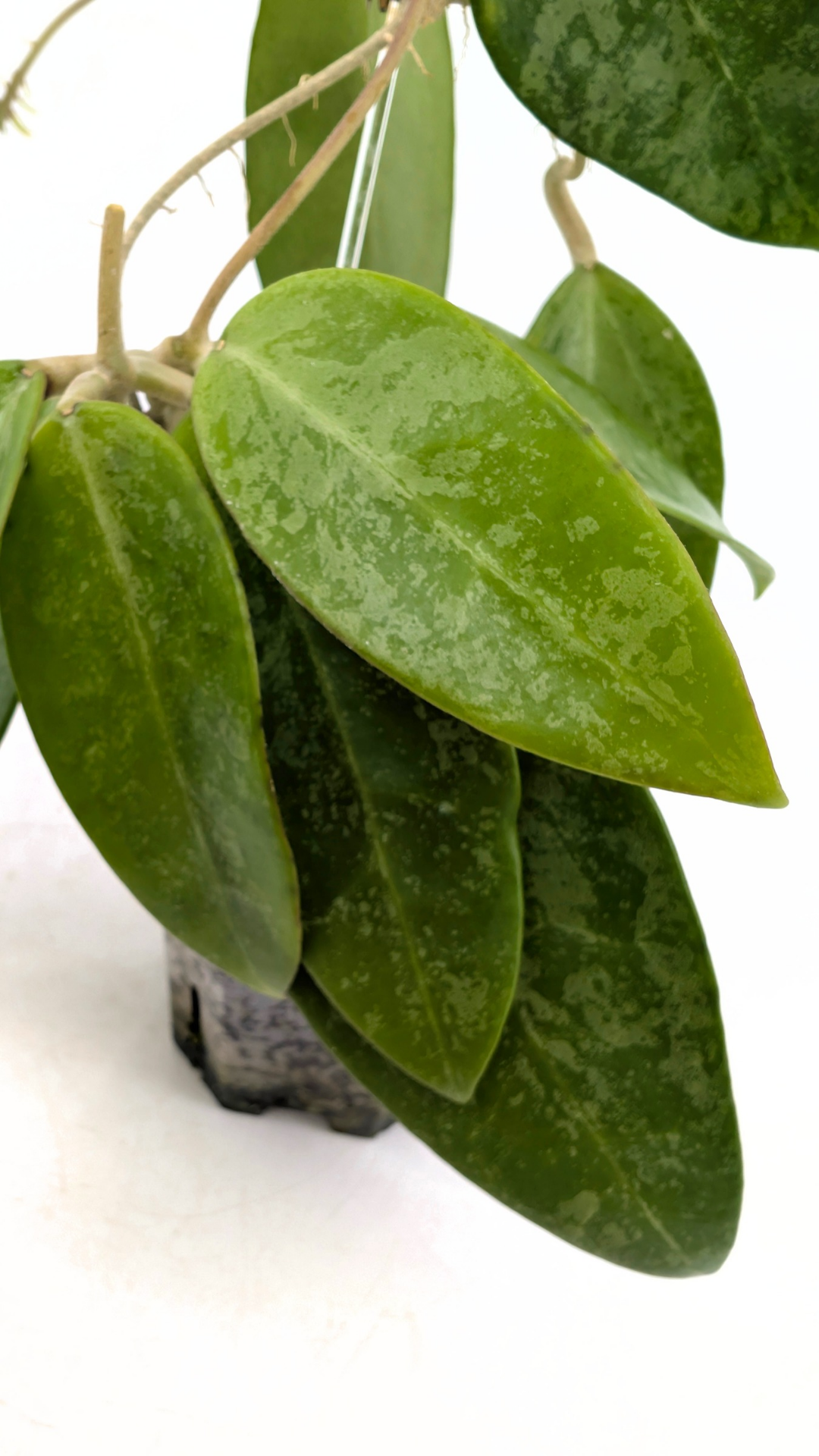 Rare waxplant Hoya Rime Splash available for sale at rare indoor plant shop The Leaf Gallery in Perth, Western Australia
