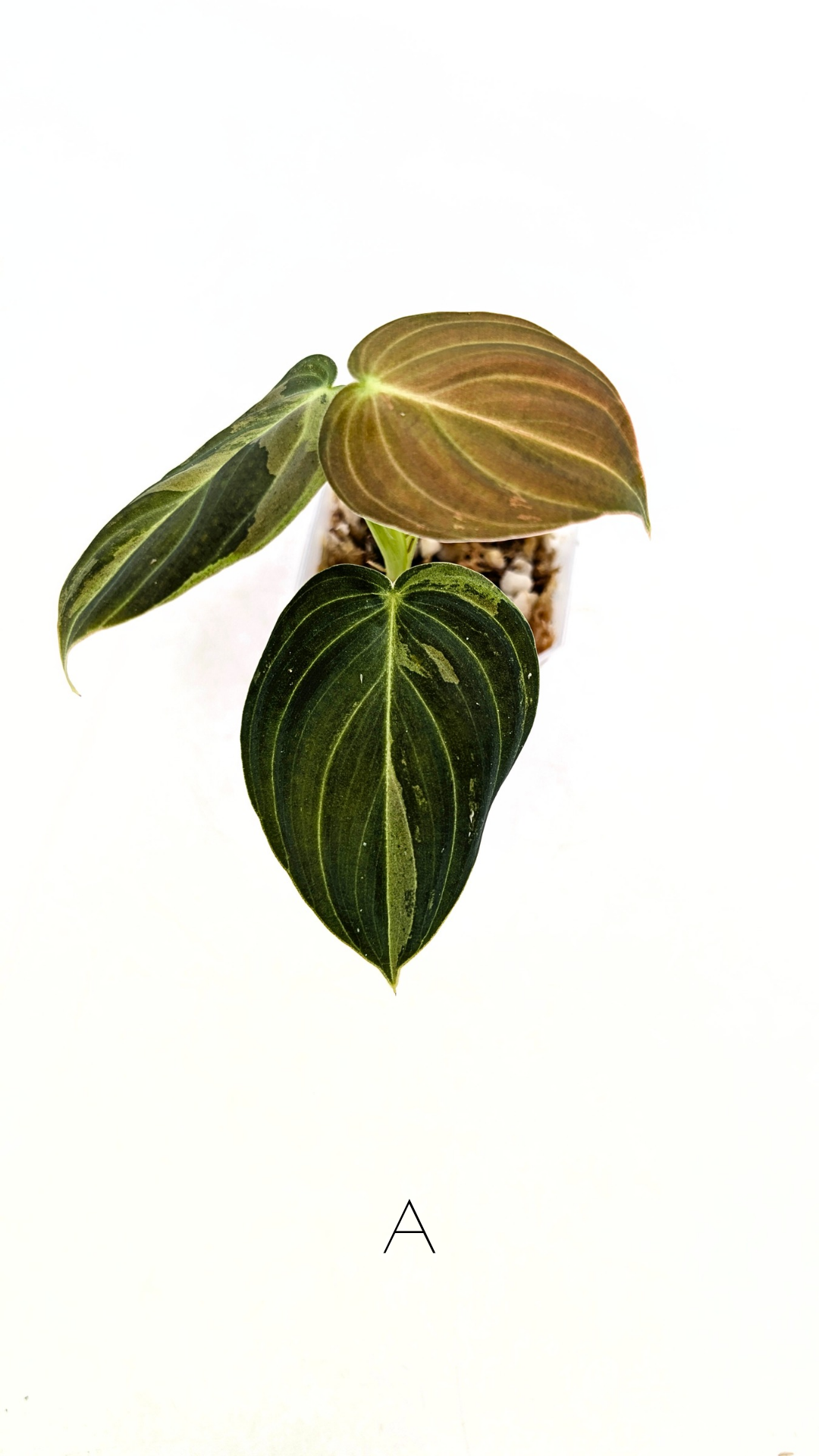 Rare plant Philodendron Melanochrysum Varigated available for sale at rare plant shop The Leaf Gallery in Perth, Western Australia