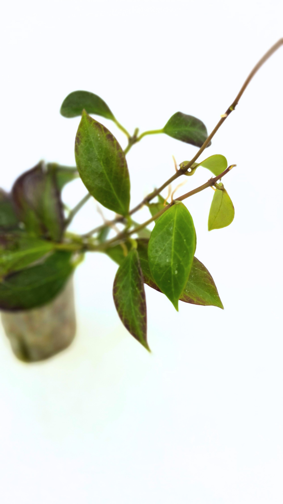 Rare waxplant Hoya Sunrise available at rare plant shop The Leaf Gallery in Perth Western Australia