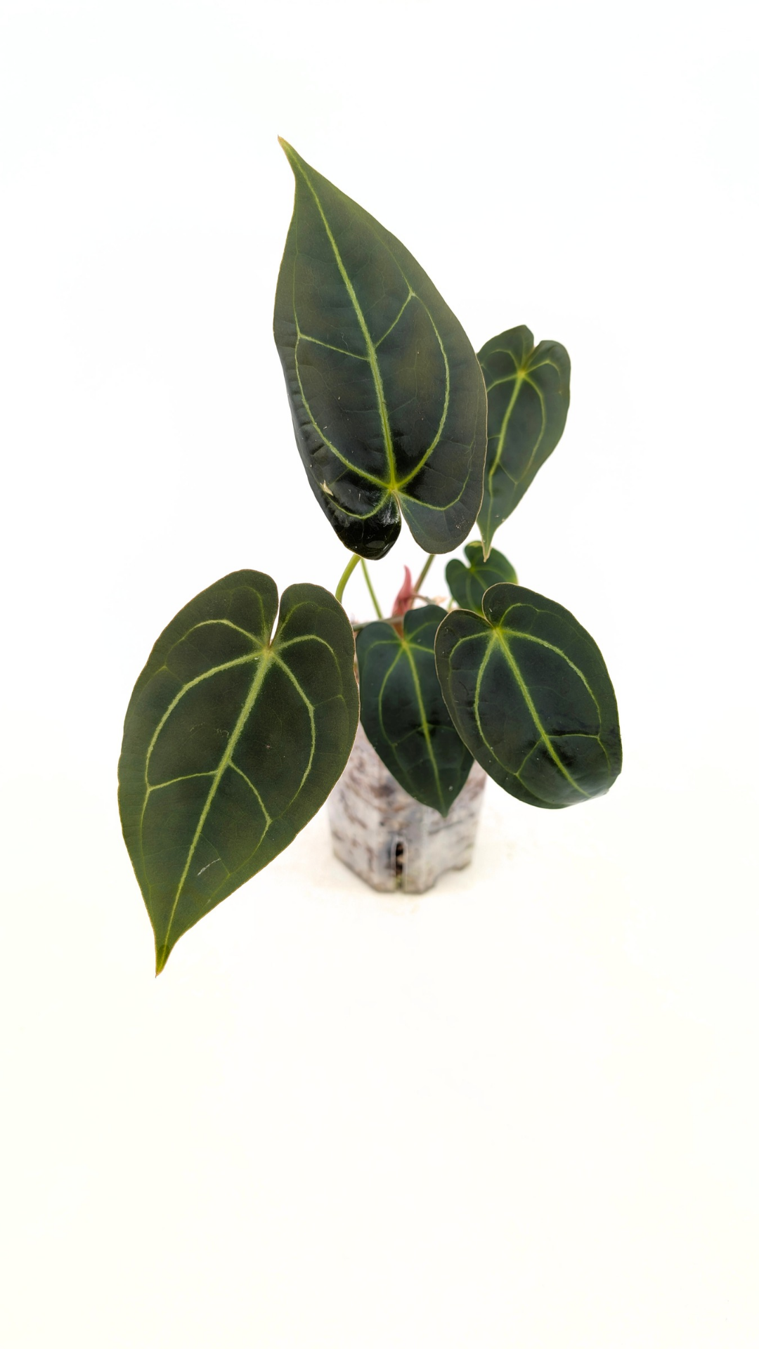 Rare anthurium hybrid Dark Forgetii x Bessae Aff available from rare plant shop The Leaf Gallery in Perth, Western Australia