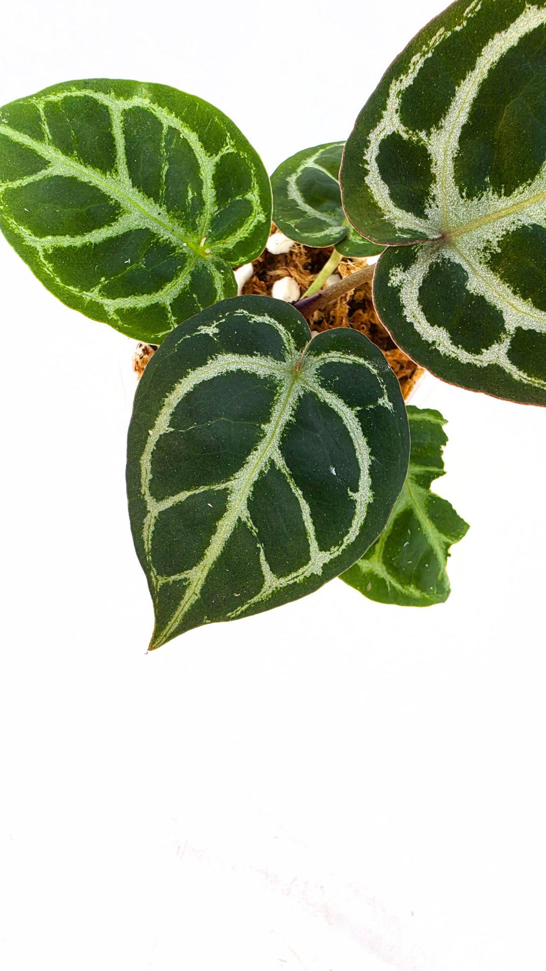 Anthurium NSE Red Crystallinum X Dorayaki available at rare house plant shop The Leaf Gallery in Perth, Western Australia