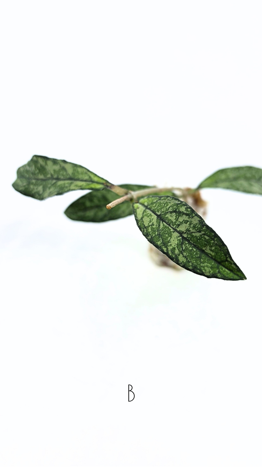 Rare Hoya Crassipetiolata Splash available for sale at rare plant shop The Leaf Gallery in Perth, Western Australia