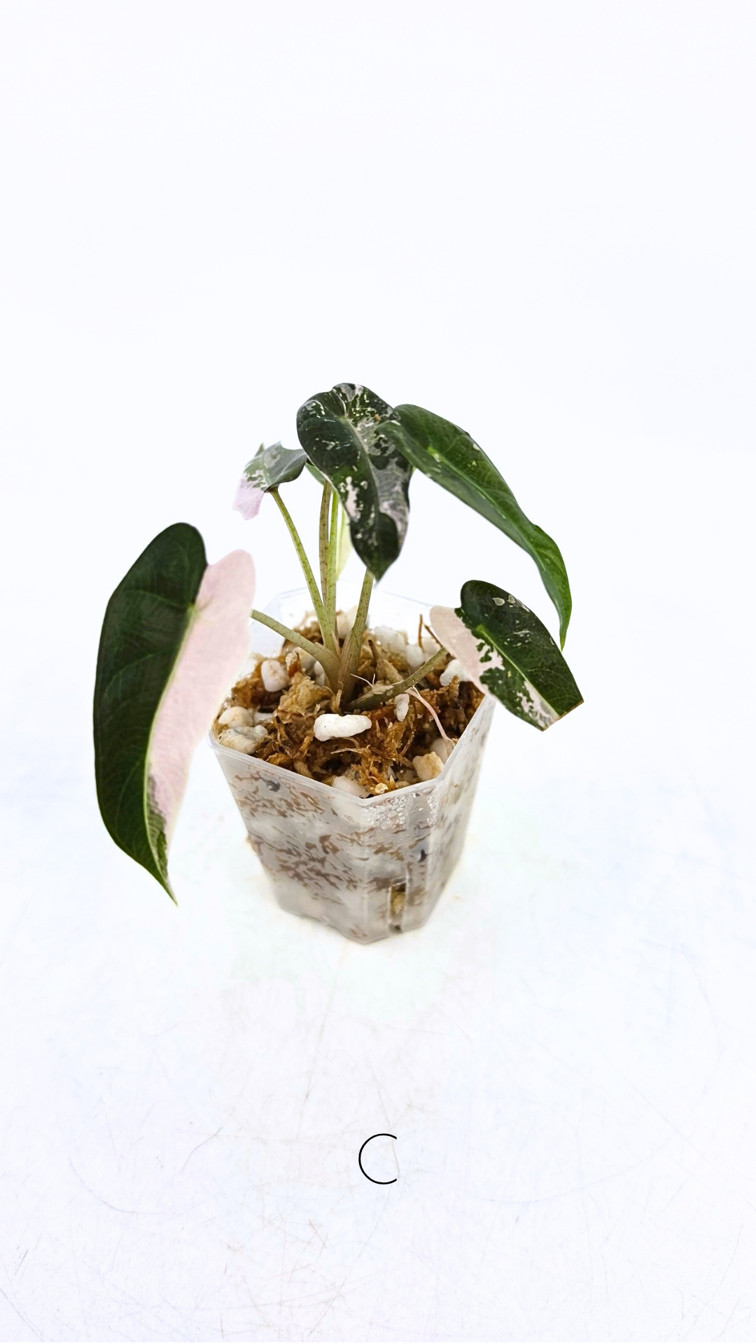 Rare indoor plant Alocasia Amazonica Bambino Pink TC plantlets available for sale at rare houseplant shop The Leaf Gallery in Perth, Western Australia