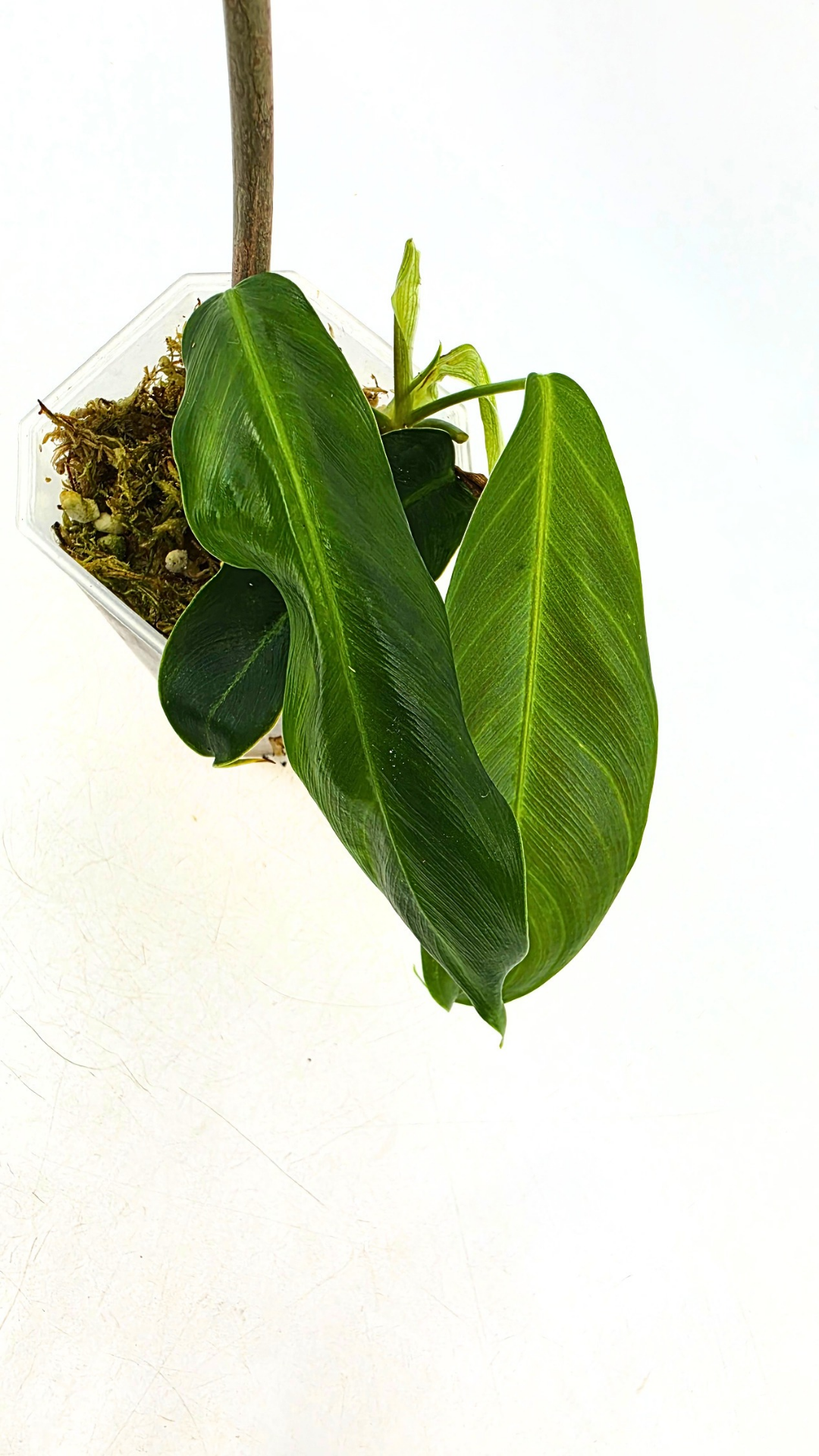 Single plants upload_20260526_173157_0001.png