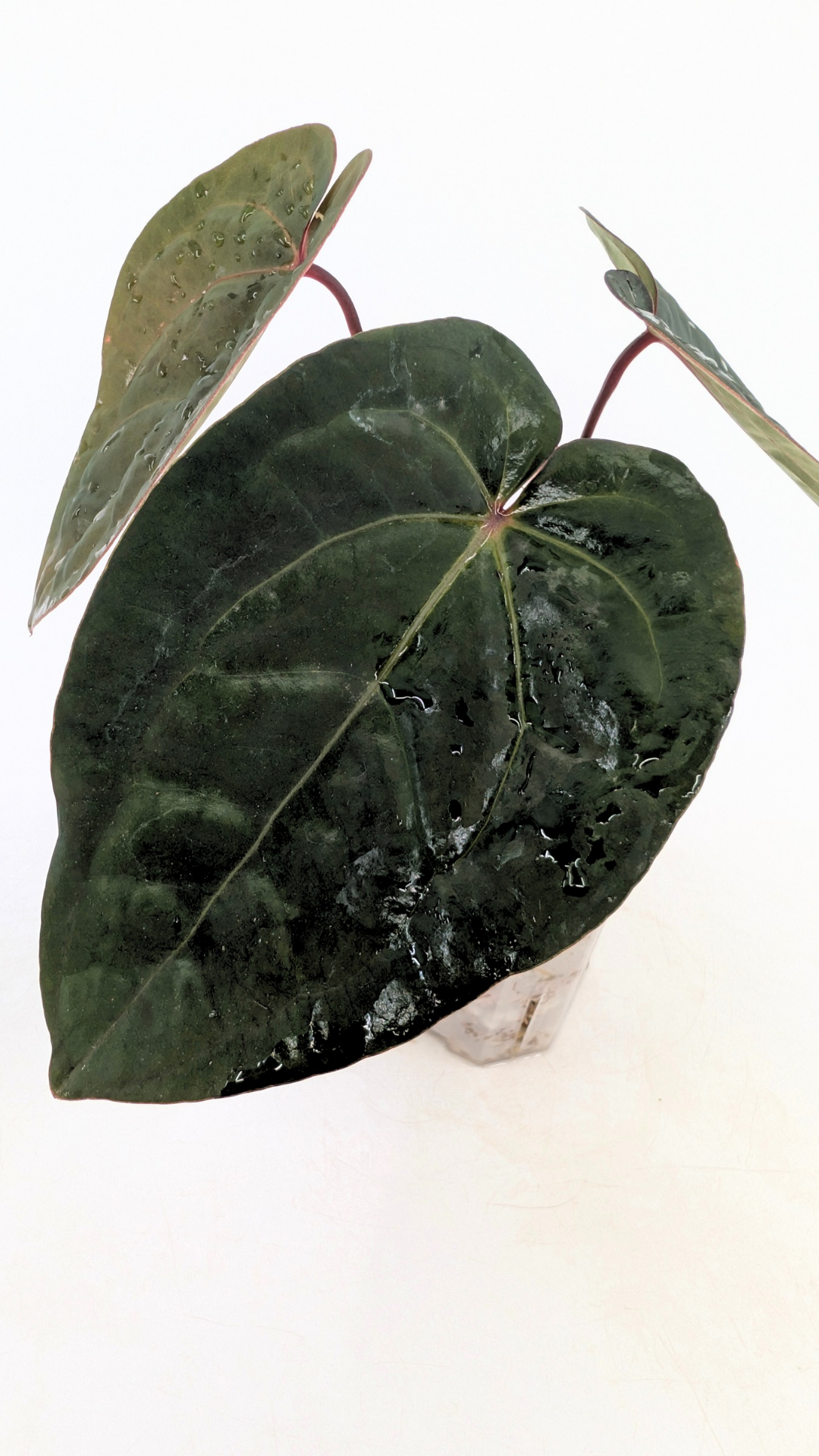 Rare indoor plant Anthurium Bloodmoon clone available from rare house plant shop The Leaf Gallery in Perth, Western Australia