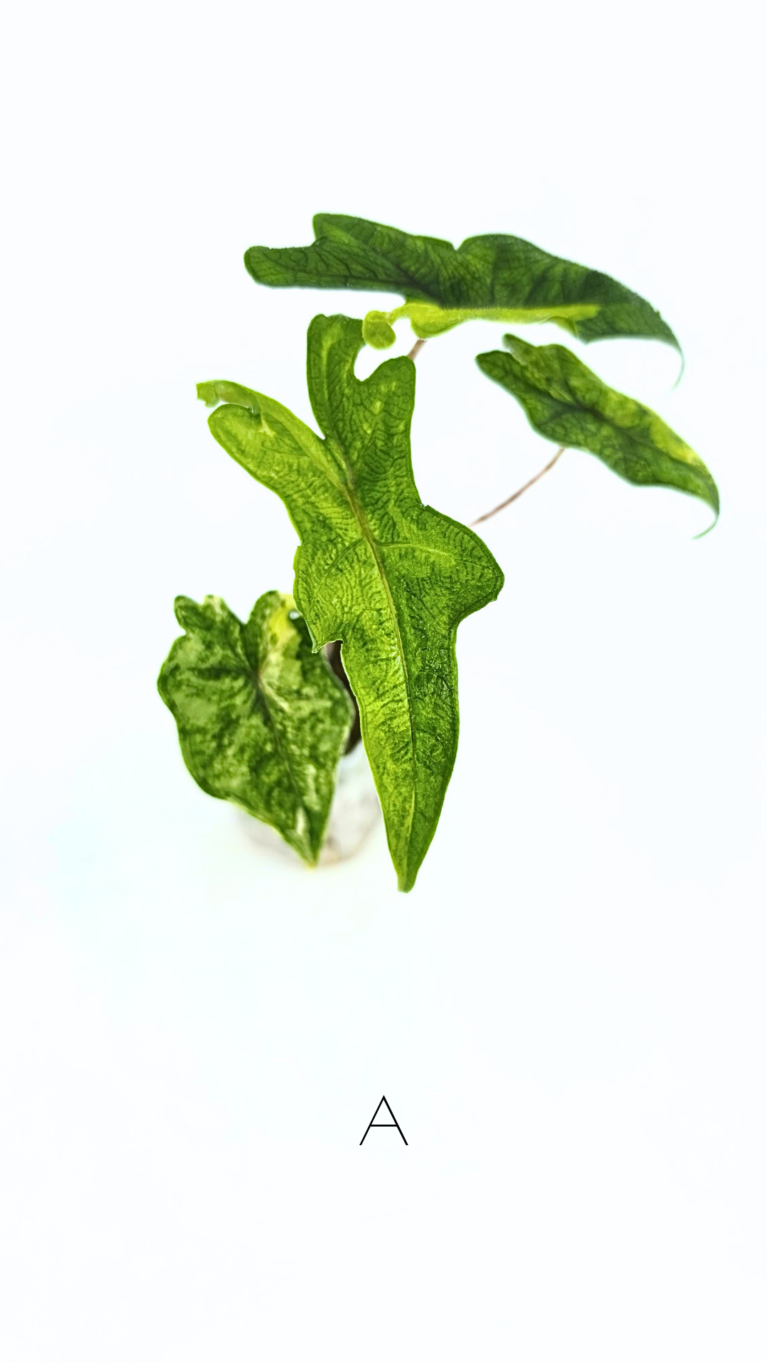 Rare indoor plant Alocasia Jacklyn Variegated available for sale at rare house plant shop The Leaf Gallery in Perth, Western Australia.