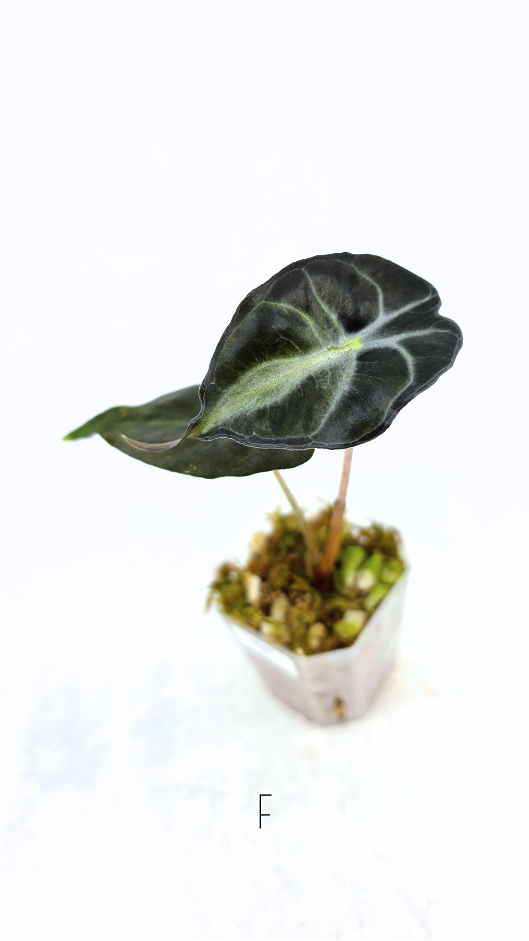 Rare indoor plant Alocasia Venom available for sale at rare house plant shop The Leaf Gallery in Perth, Western Australia.