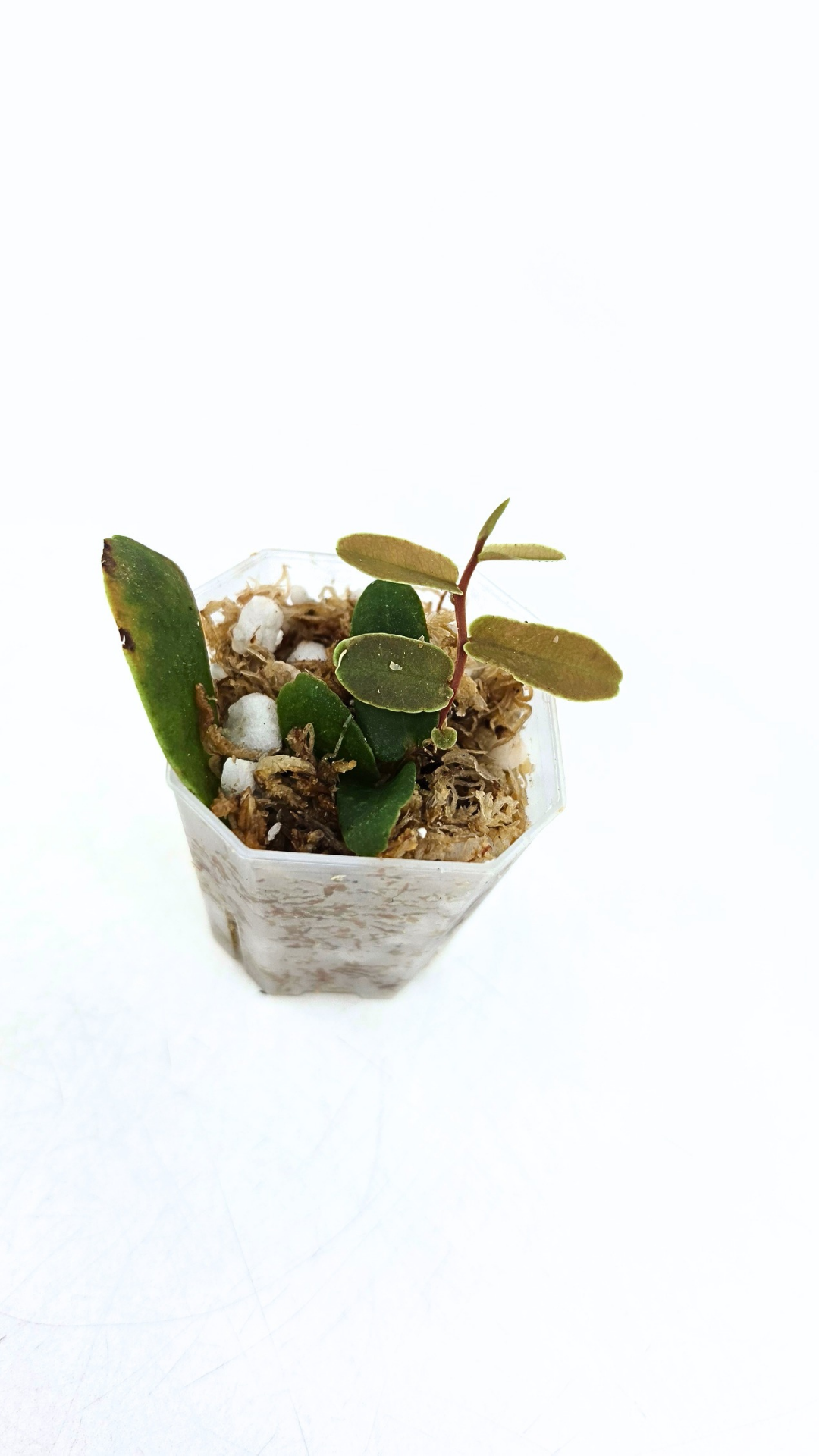 Rare shinggling terrarium plant Marcgravia Sintenisii or Rainbow Marcgravia availabe for sale at rare plant shop The Leaf Gallery in Perth, Western Australia