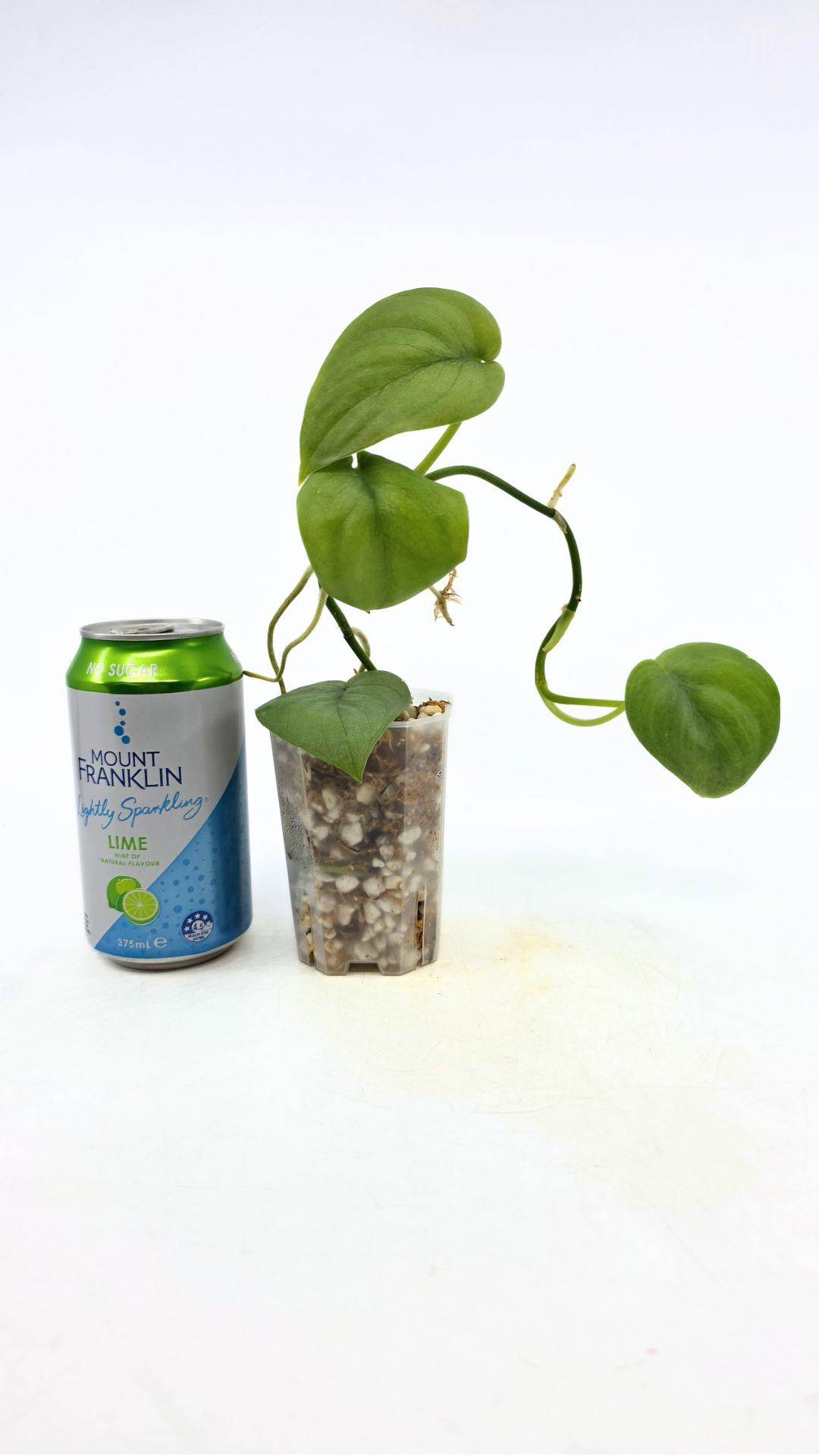 Rare indoor plant Scindapsus Platinum available for sale at rare plant shop The Leaf Gallery in Perth, Western Australia