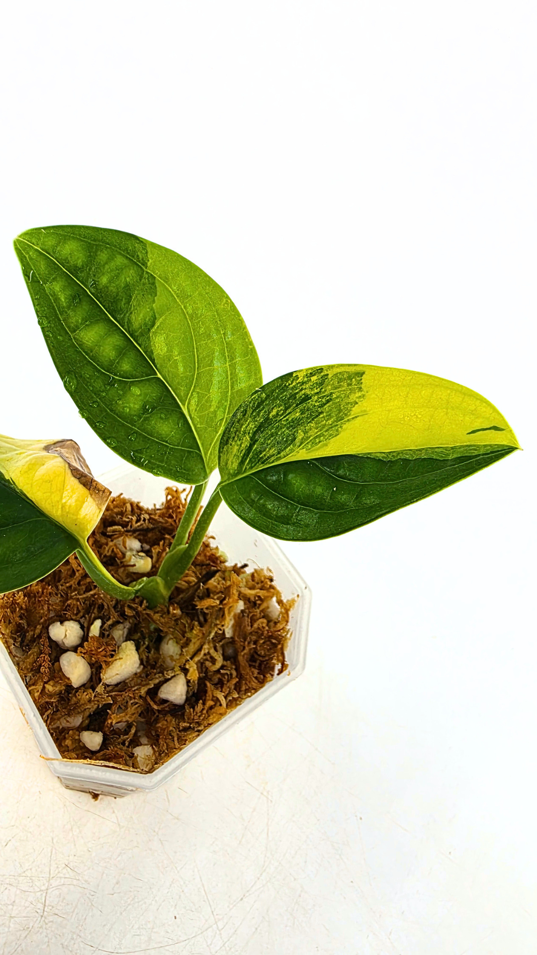 Rare indoor plant Monstera Peru Karstenianum Varigated at rare plant shop The Leaf Gallery in Perth, Western Australia
