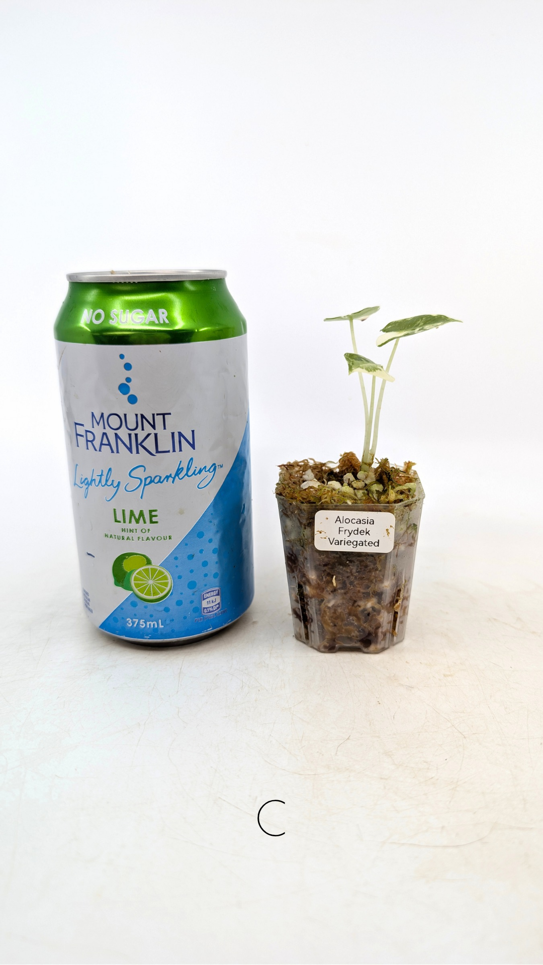 Rare indoor plant Alocasia Frydek Variegated available for sale at rare house plant shop The Leaf Gallery in Perth, Western Australia