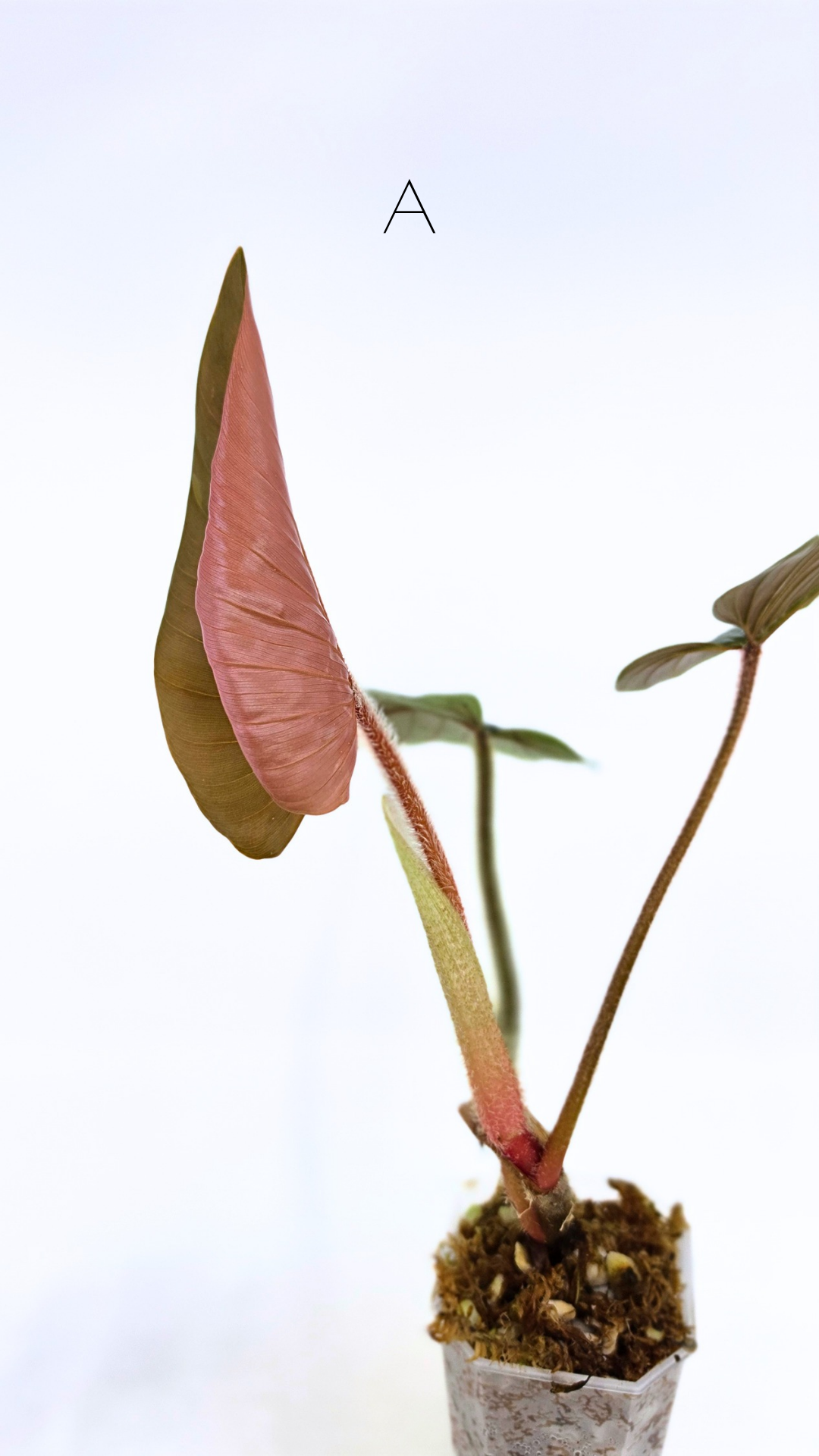 Rare plant philodendron squamicaule pink available at rare plant shop The Leaf Gallery in Perth, Western Australia