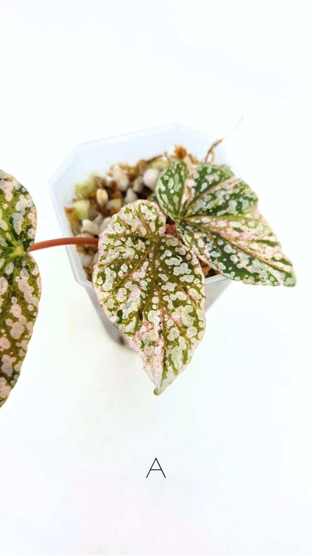 Rare Begonia Snow Capped Pink Variegated available for sale at rare plant shop The Leaf Gallery in Perth, Western Australia