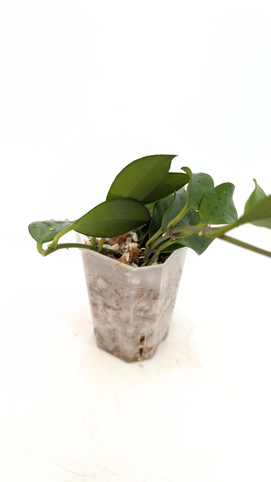 Rare waxplant Hoya Sunrise available at rare plant shop The Leaf Gallery in Perth Western Australia