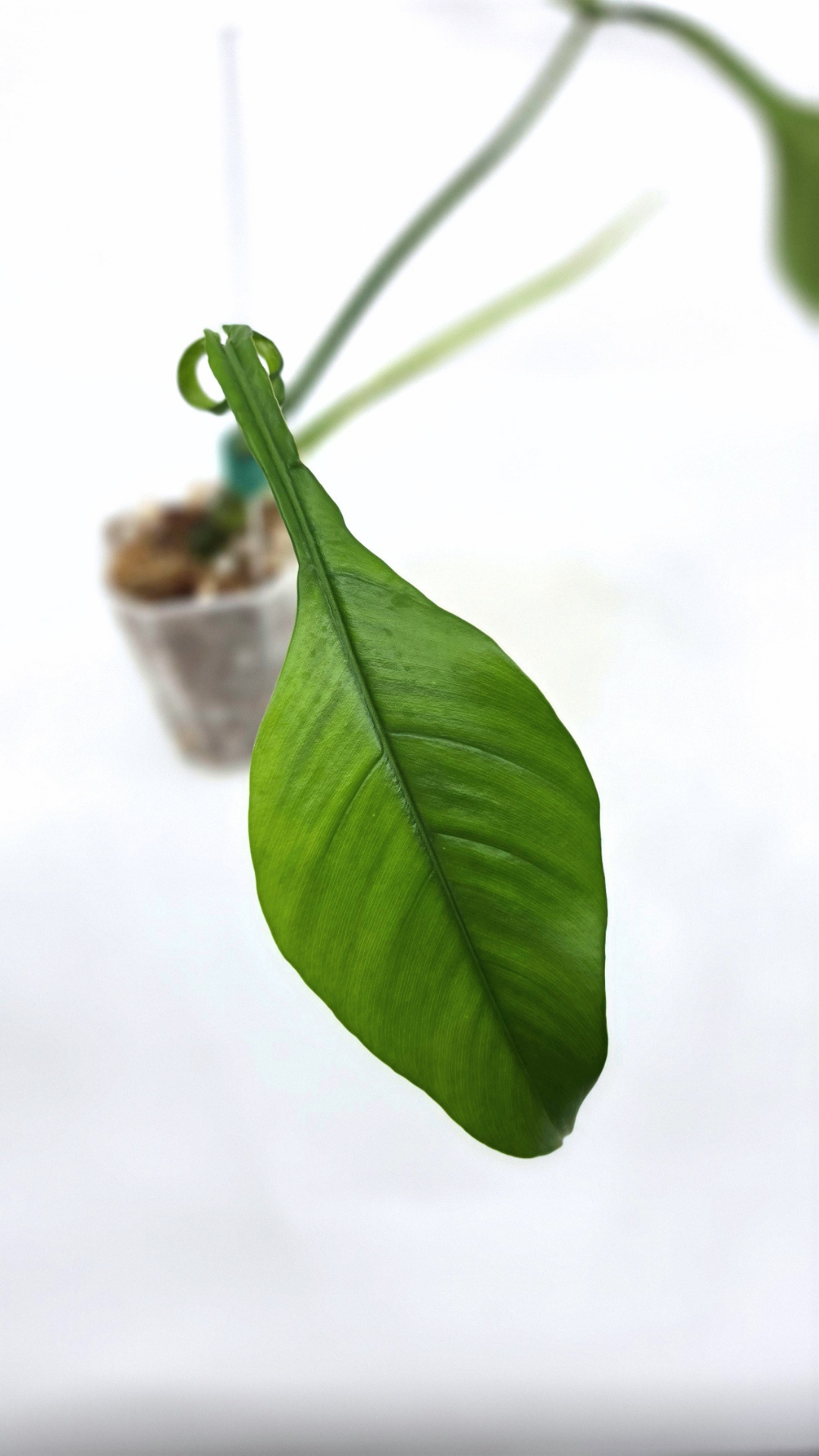 Rare indoor plant Philodendron Joepii available at rare house plant shop The Leaf Gallery in Perth, Western Australia