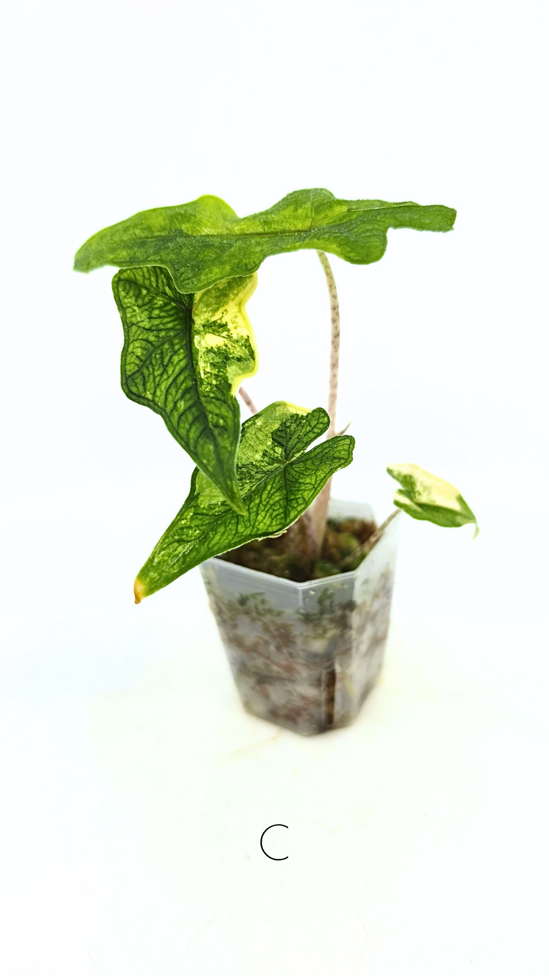 Rare indoor plant Alocasia Jacklyn Variegated available for sale at rare house plant shop The Leaf Gallery in Perth, Western Australia.