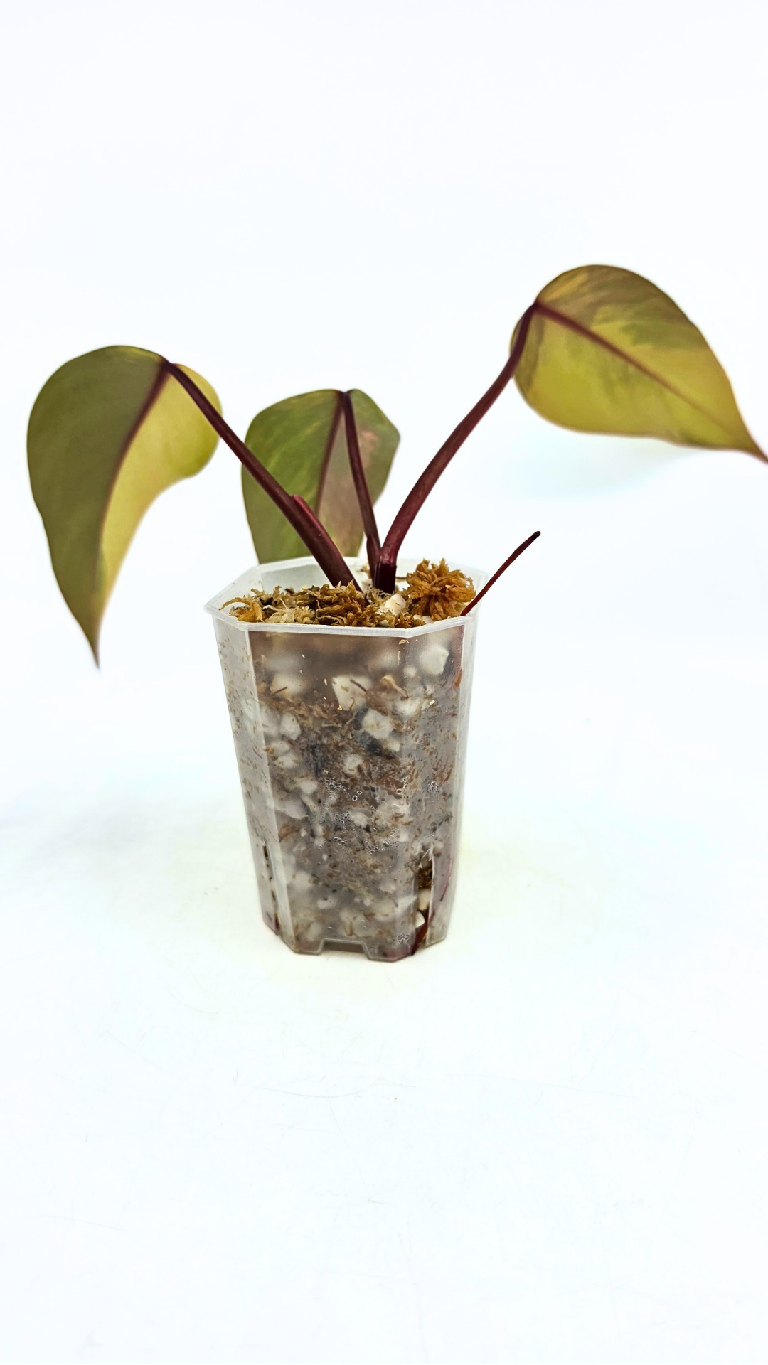 Rare indoor plant Philodendron Strawberry Shake grown and propagated by rare plant shop The Leaf Gallery in Perth, Western Australia