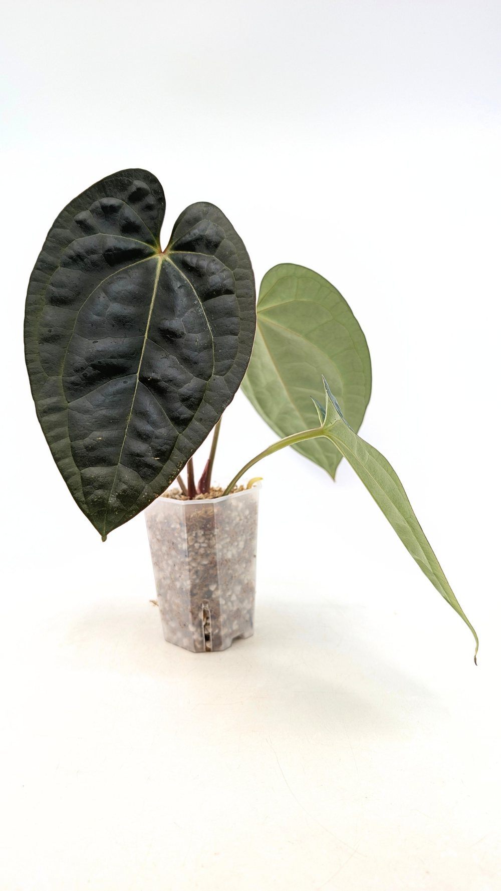 Anthurium Crystallinum x Magnificum X Luxurians Hybrid  The Leaf Gallery