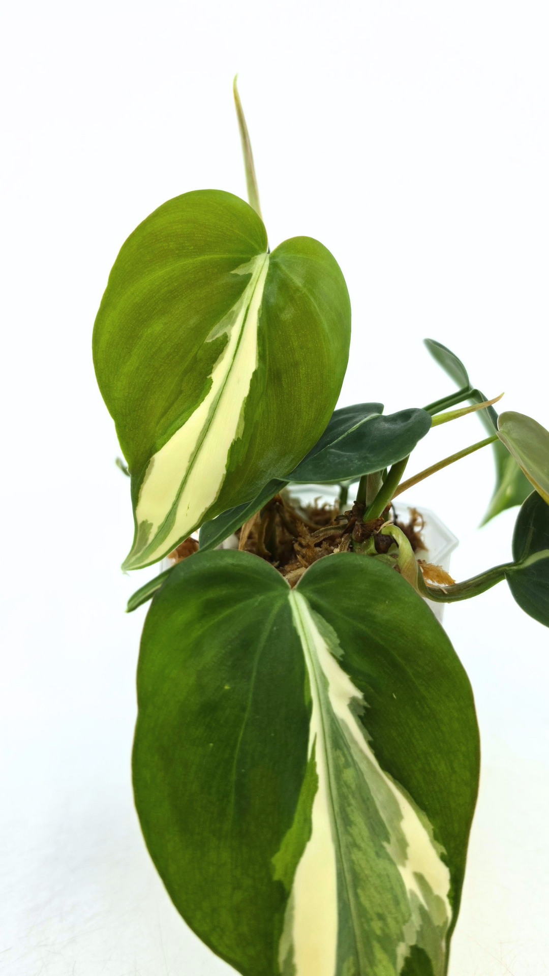 Rare indoor plant Philodendron Rio available at rare plant shop The Leaf Gallery in Perth, Western Australia.