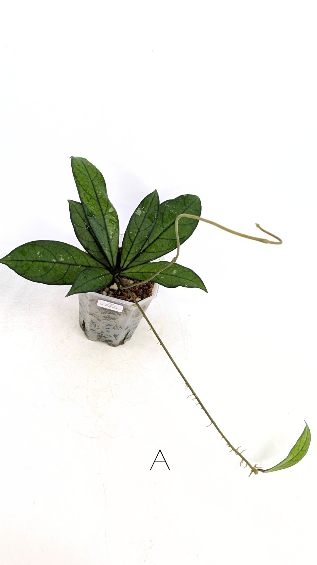 Rare waxplant Hoya Hainanensis Da Nang Vietnam available for sale at rare indoor plant shop The Leaf Gallery in Perth, Western Australia