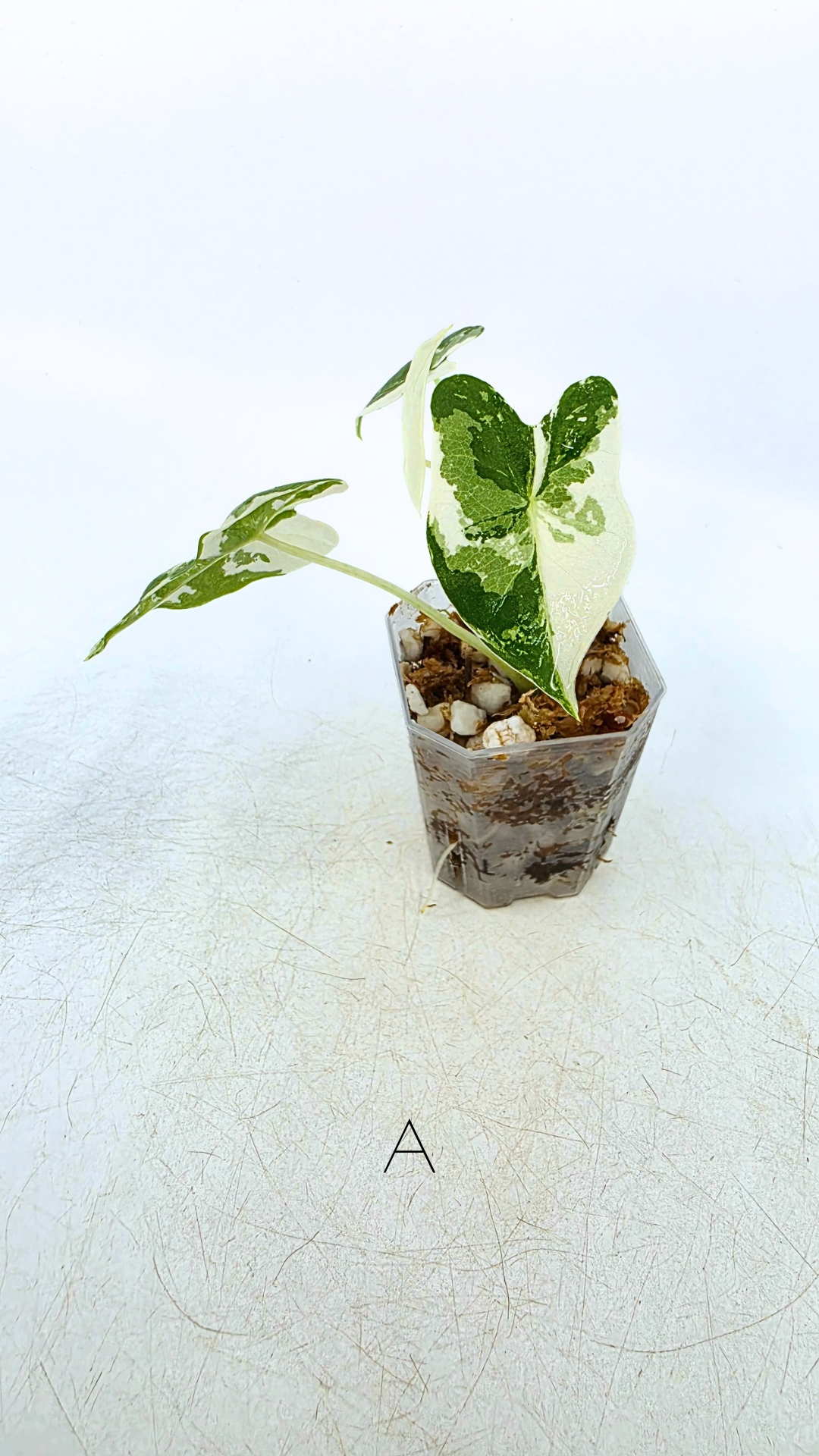 Rare indoor plant Alocasia Frydek Variegated available for sale at rare house plant shop The Leaf Gallery in Perth, Western Australia