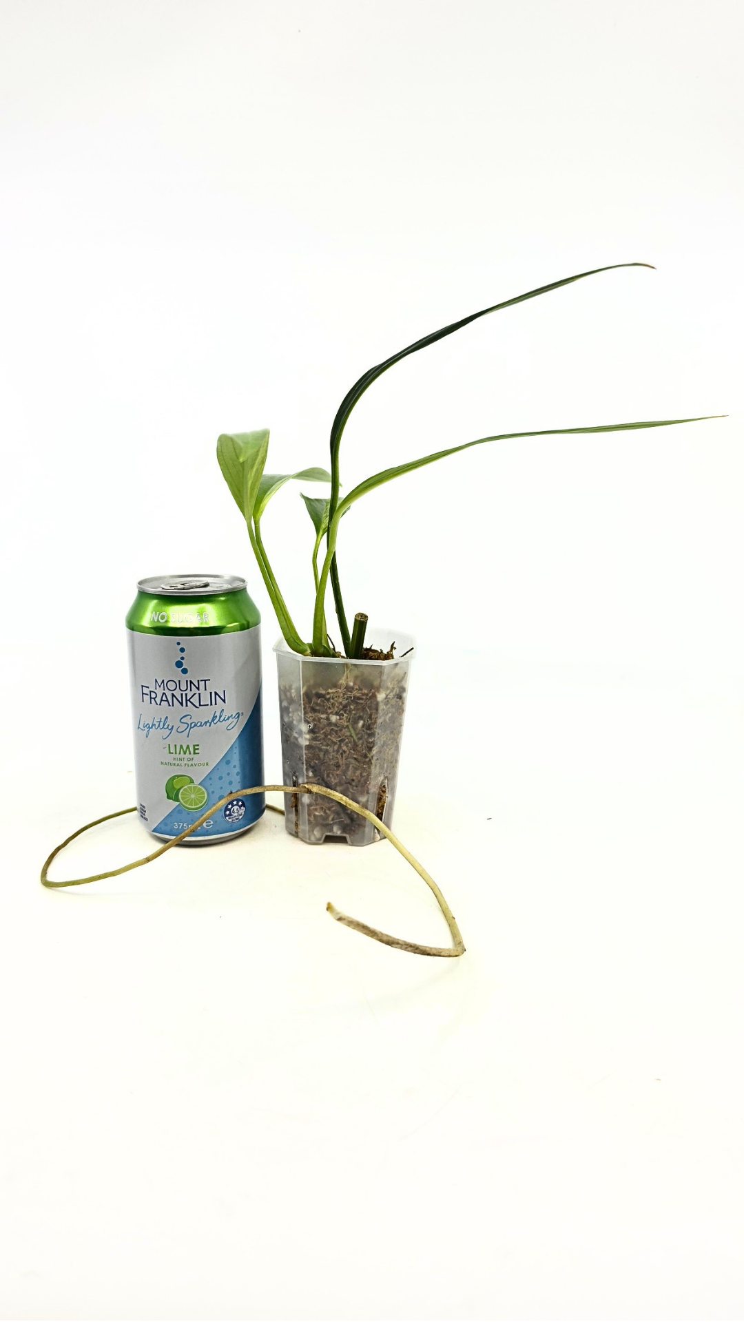 Rare plant Amplissimum Varigated available for sale at rare plant shop The Leaf Gallery in Perth, Western Australia