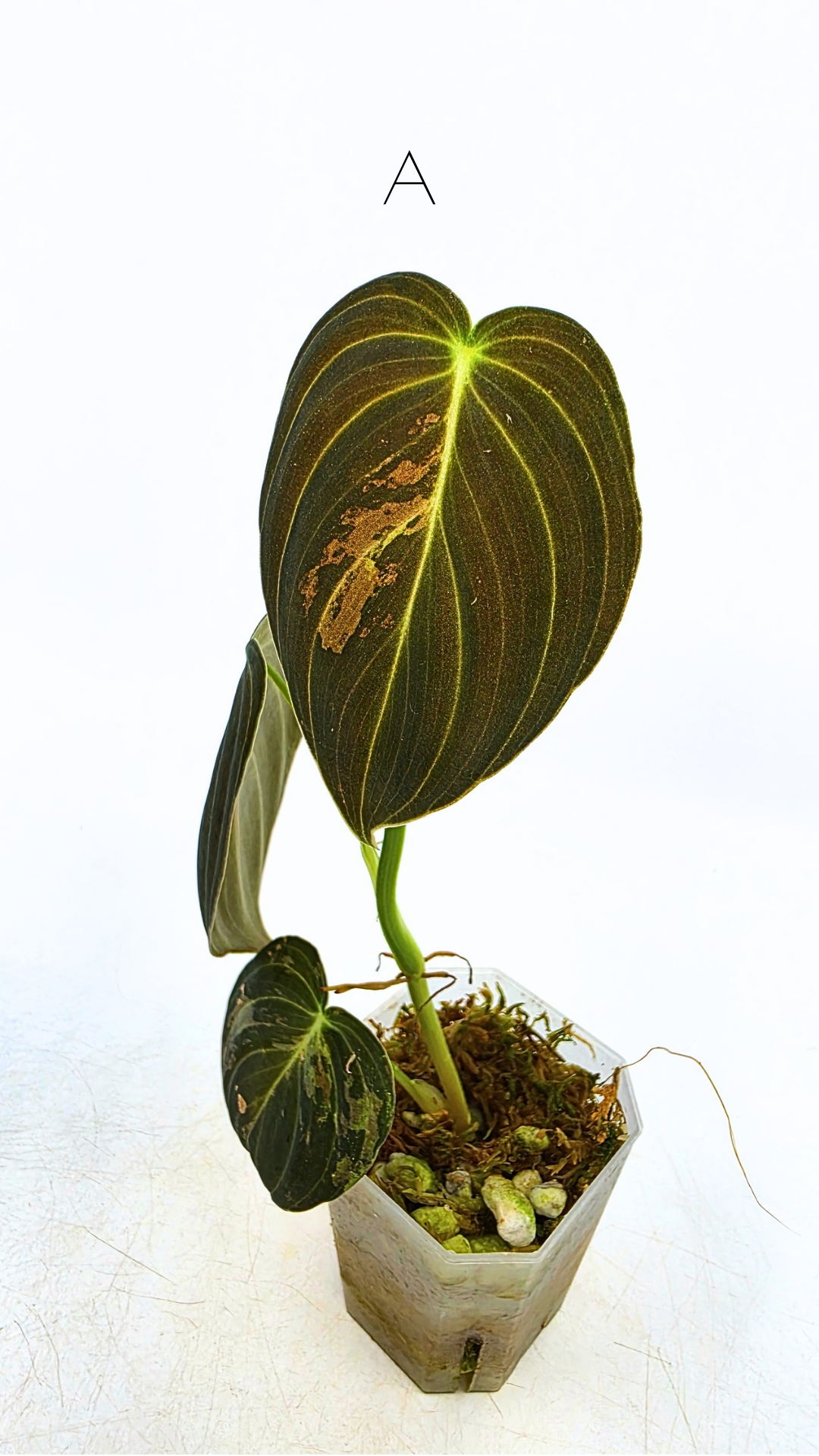 Rare plant Philodendron Melanochrysum Varigated available for sale at rare plant shop The Leaf Gallery in Perth, Western Australia