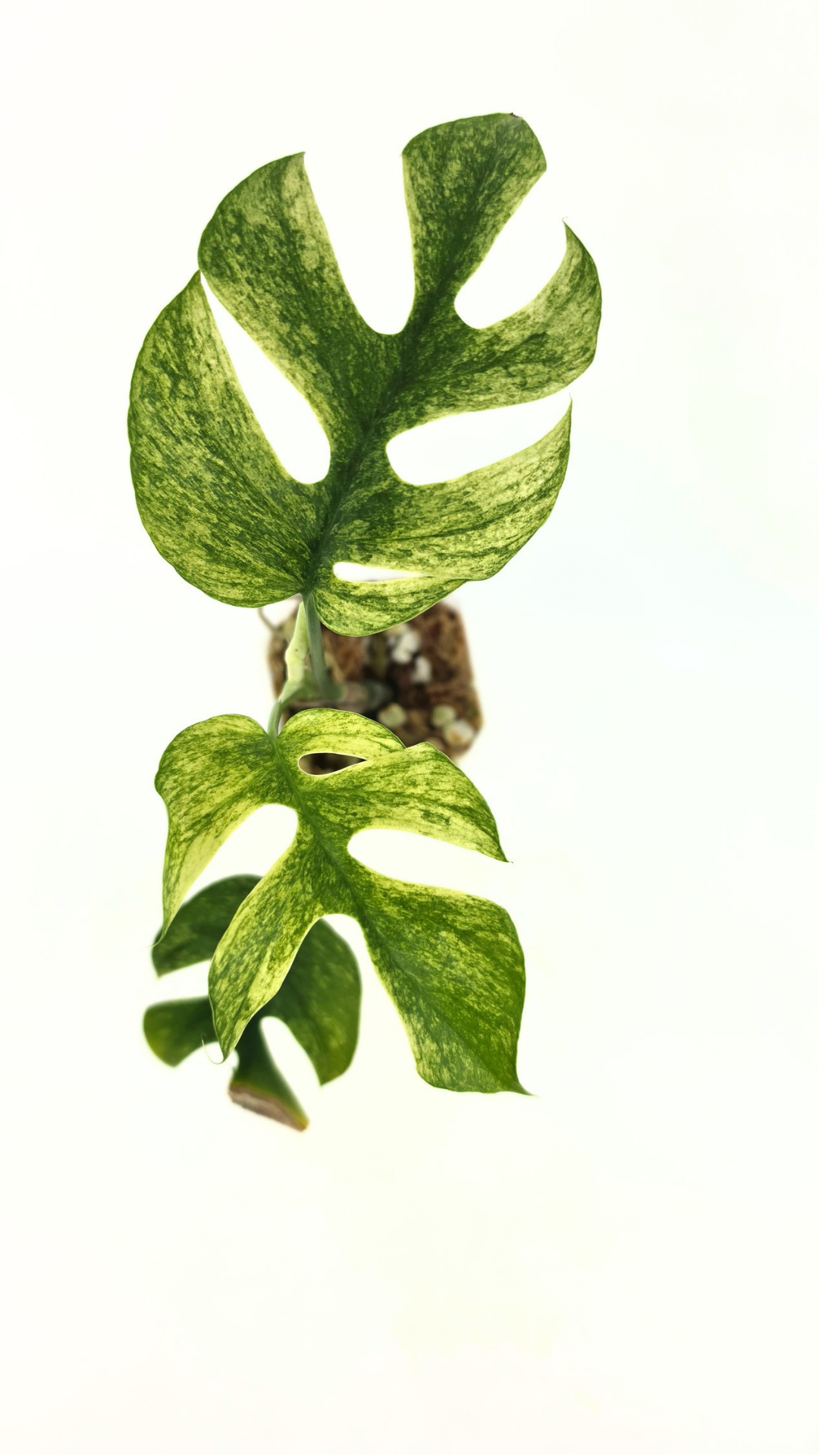 Rare indoor plant Raphidophora Tetrasperma Mint Varigated for sale by rare plant shop The Leaf Gallery in Perth, Western Australia