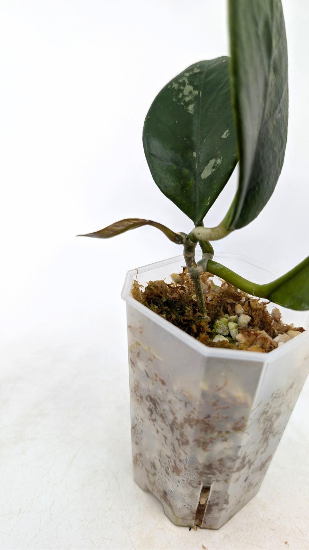 Rare waxplant Hoya Nervosa Jokul available for sale at rare plant shop The Leaf Gallery in Perth, Western Australia